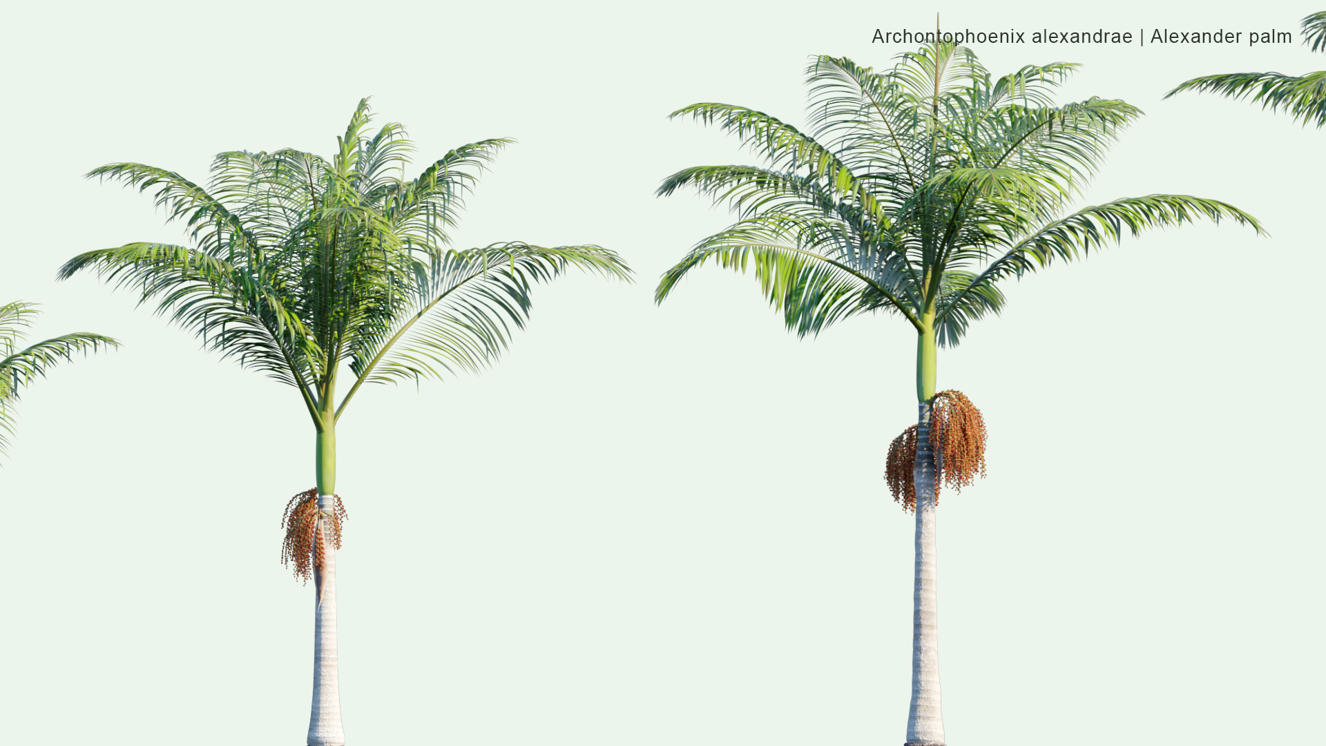 2D Archontophoenix Alexandrae - Alexander Palm, Northern Bangalow Palm