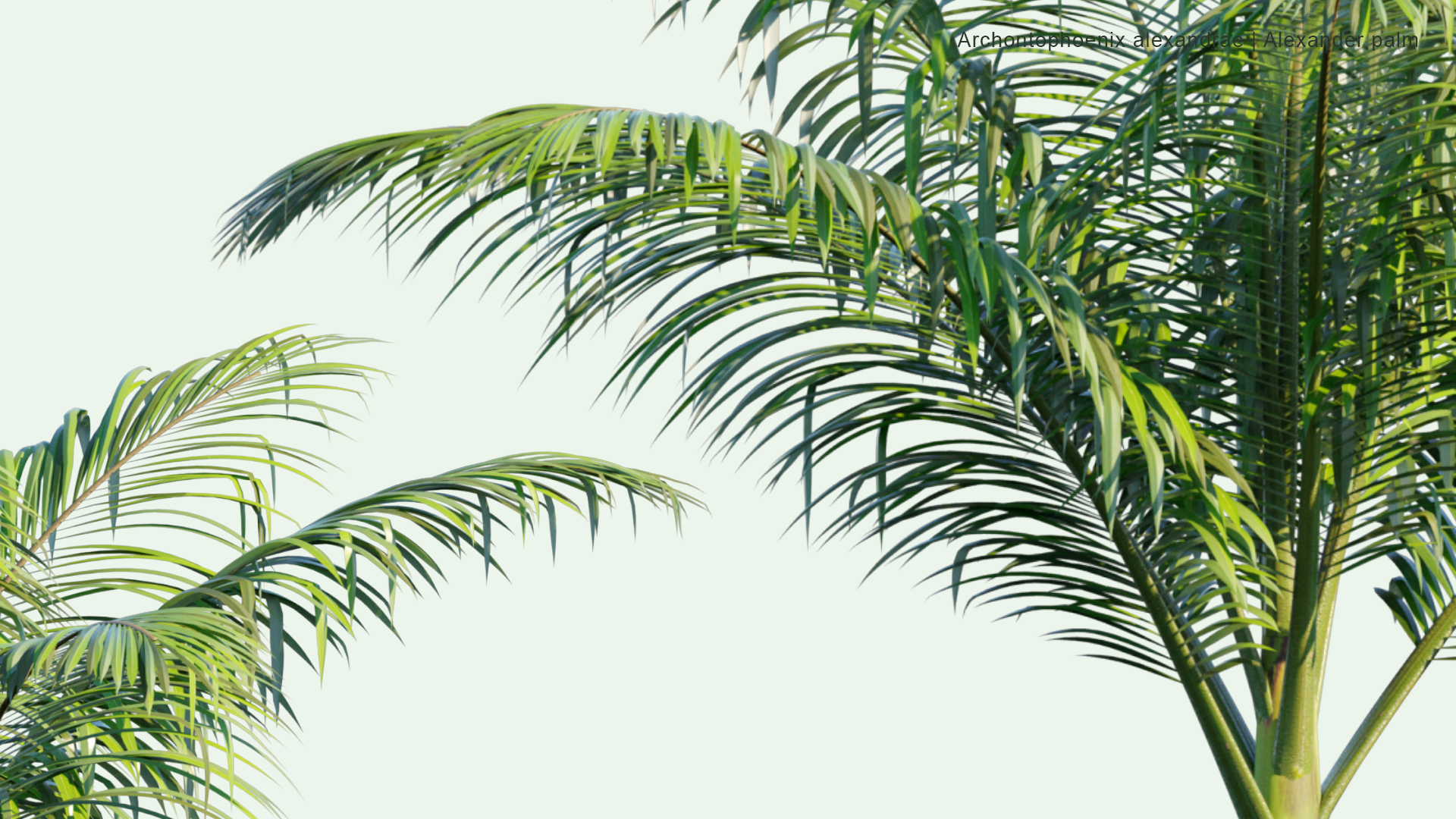 2D Archontophoenix Alexandrae - Alexander Palm, Northern Bangalow Palm