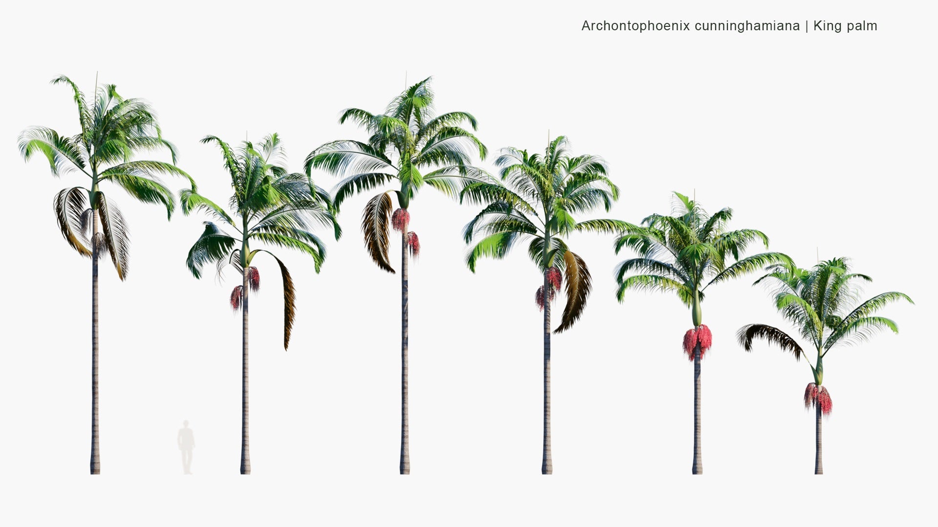 Low Poly Archontophoenix Cunninghamiana - Bangalow Palm, King Palm, Illawara Palm (3D Model)