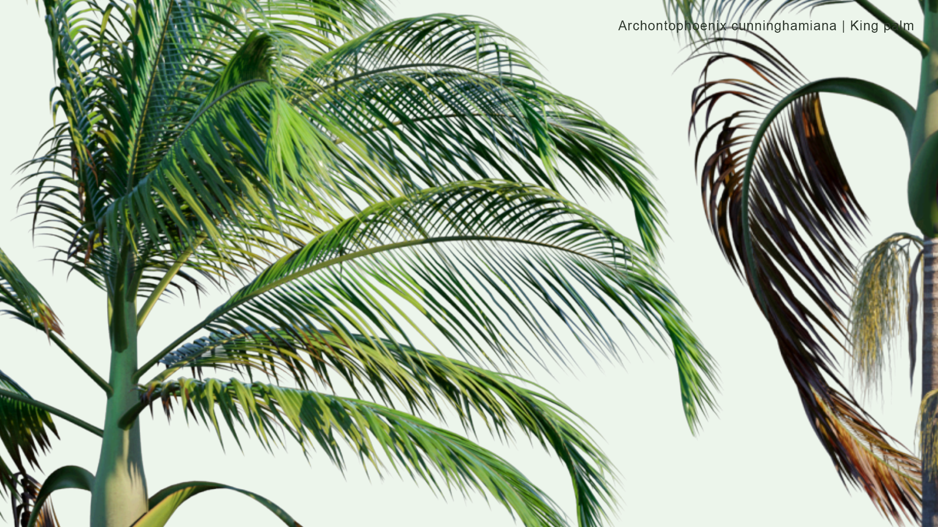 2D Archontophoenix Cunninghamiana - Bangalow Palm, King Palm, Illawara Palm