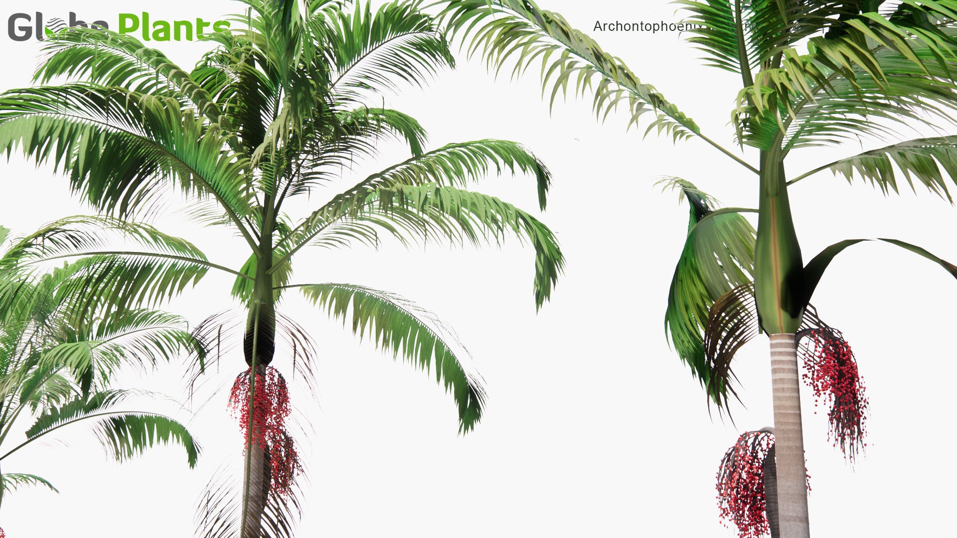Low Poly Archontophoenix Cunninghamiana - Bangalow Palm, King Palm, Illawara Palm (3D Model)