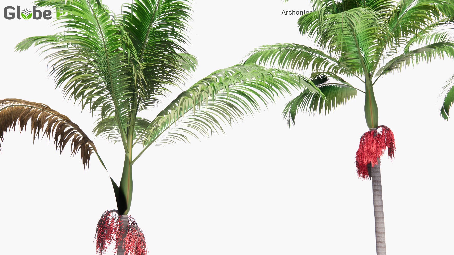 Low Poly Archontophoenix Cunninghamiana - Bangalow Palm, King Palm, Illawara Palm (3D Model)