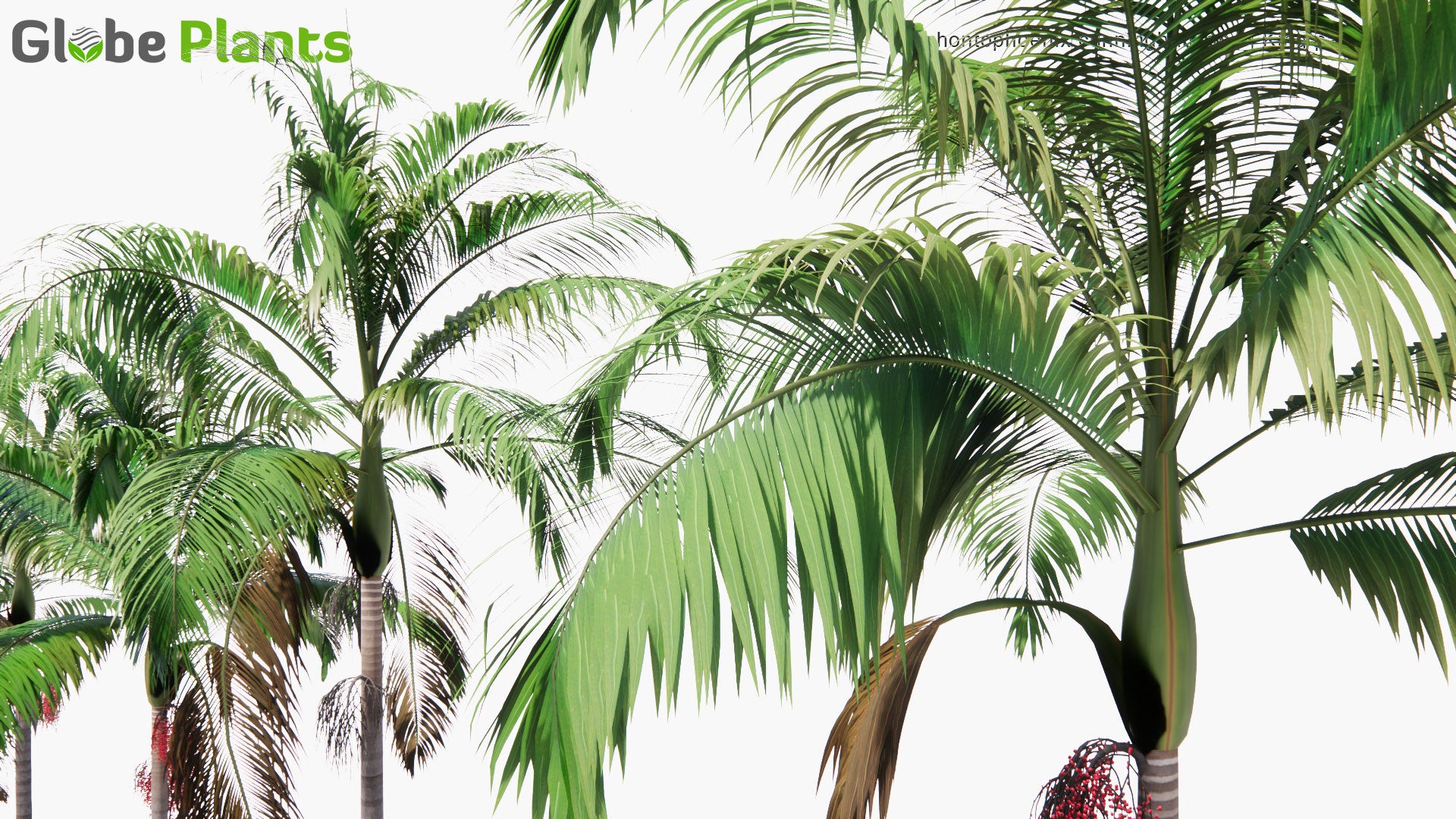 Low Poly Archontophoenix Cunninghamiana - Bangalow Palm, King Palm, Illawara Palm (3D Model)