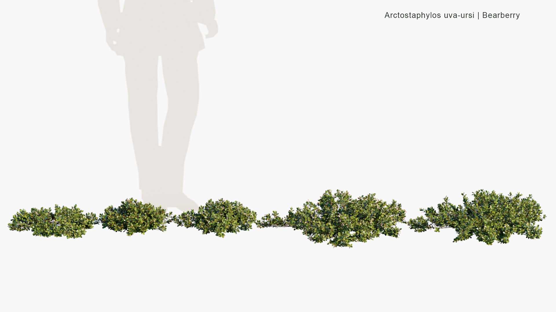 Low Poly Arctostaphylos Uva-ursi - Bearberry (3D Model)