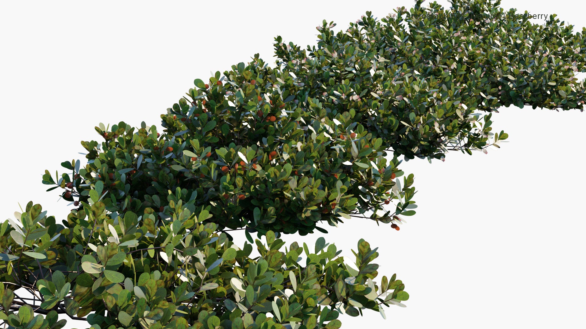 Low Poly Arctostaphylos Uva-ursi - Bearberry (3D Model)