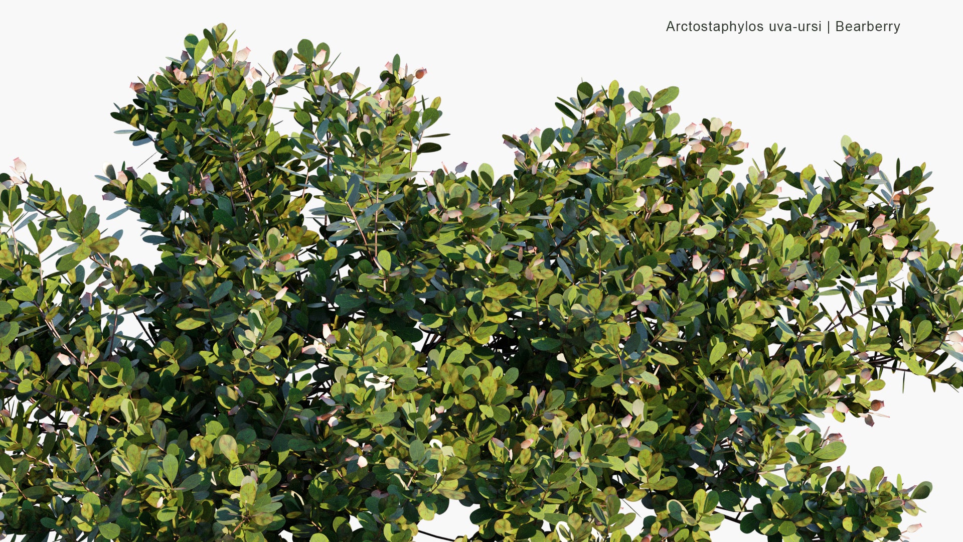 Low Poly Arctostaphylos Uva-ursi - Bearberry (3D Model)