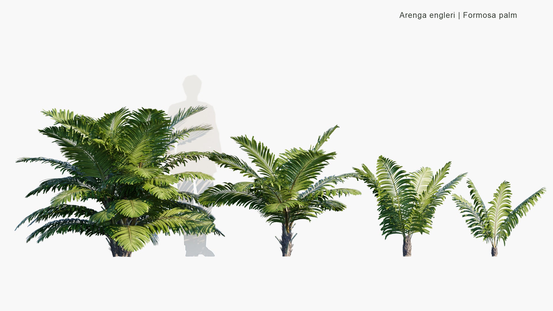 Arenga Engleri - Formosa Palm, Taiwan Sugar Palm, Dwarf Sugar Palm, Taiwan Arenga Palm (3D Model)