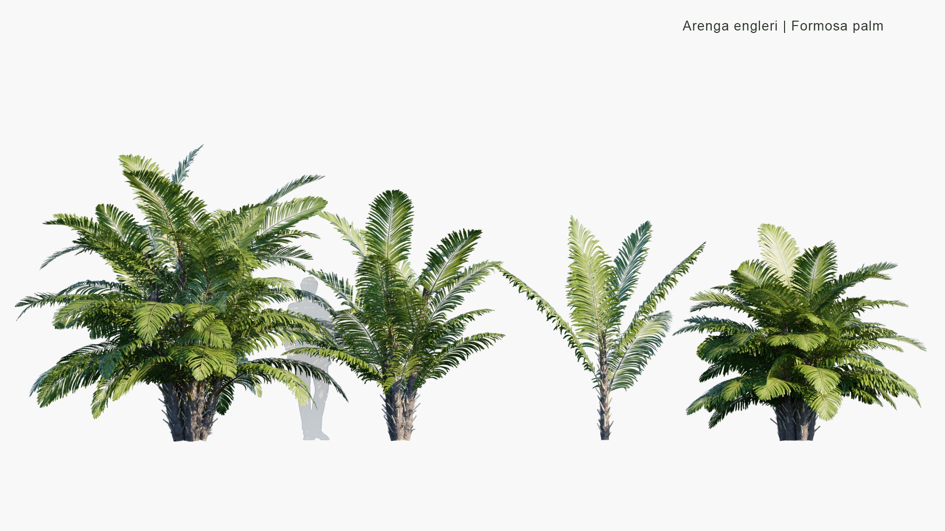 Arenga Engleri - Formosa Palm, Taiwan Sugar Palm, Dwarf Sugar Palm, Taiwan Arenga Palm (3D Model)