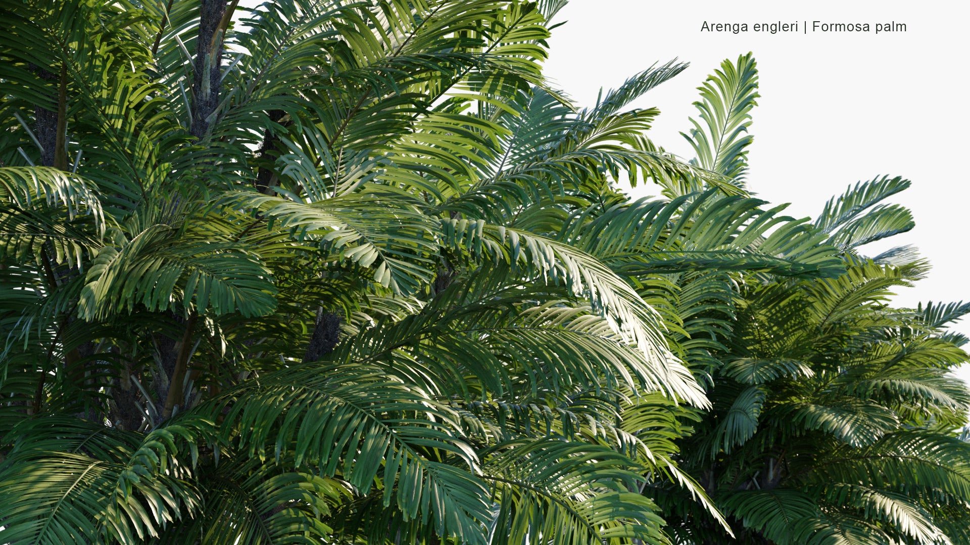 Arenga Engleri - Formosa Palm, Taiwan Sugar Palm, Dwarf Sugar Palm, Taiwan Arenga Palm (3D Model)