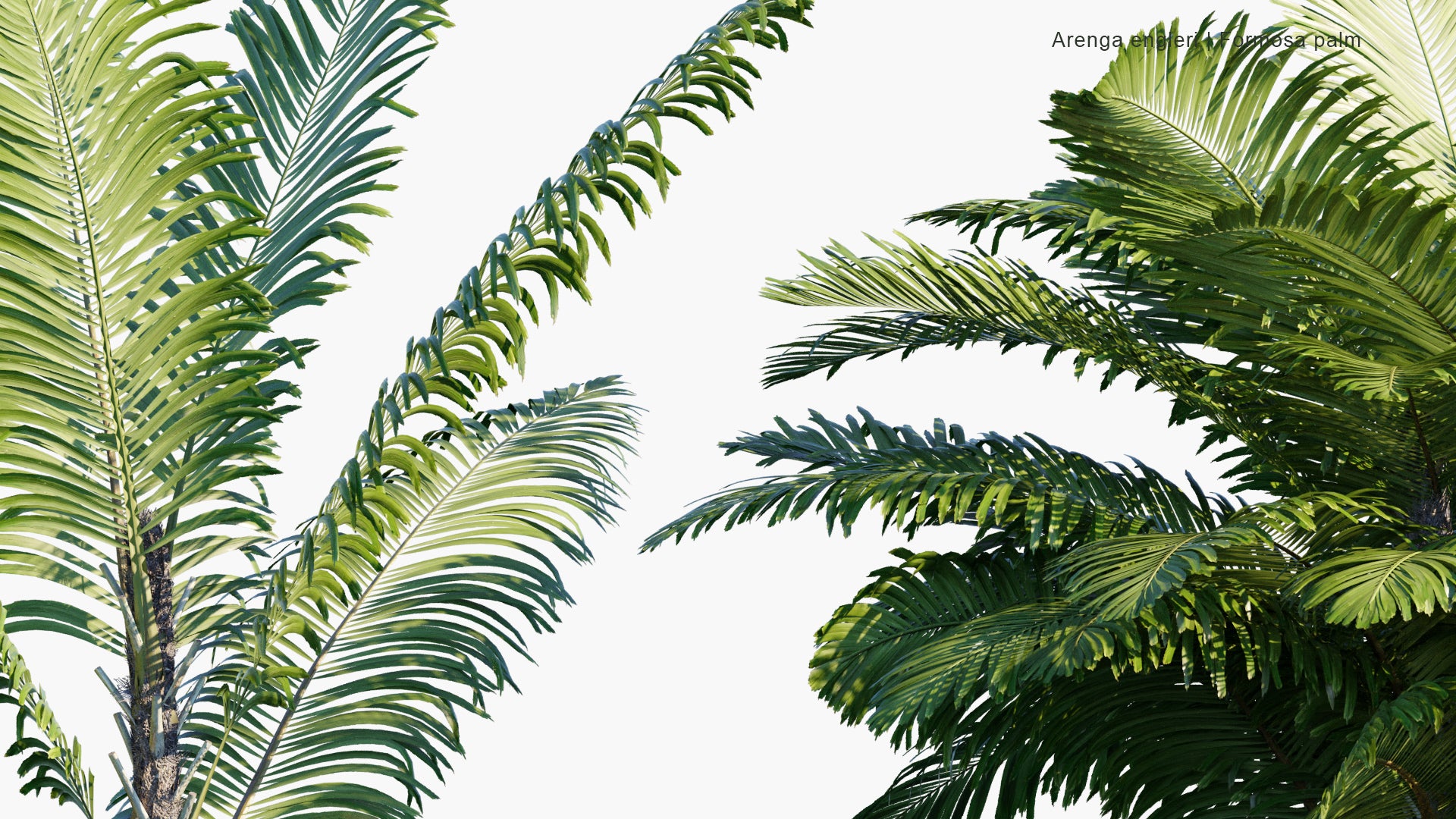 Arenga Engleri - Formosa Palm, Taiwan Sugar Palm, Dwarf Sugar Palm, Taiwan Arenga Palm (3D Model)