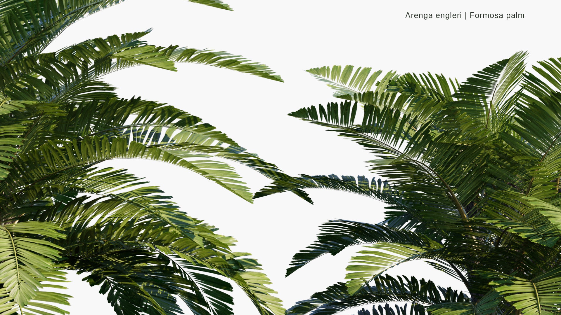 Low Poly Arenga Engleri - Formosa Palm, Taiwan Sugar Palm, Dwarf Sugar Palm, Taiwan Arenga Palm (3D Model)