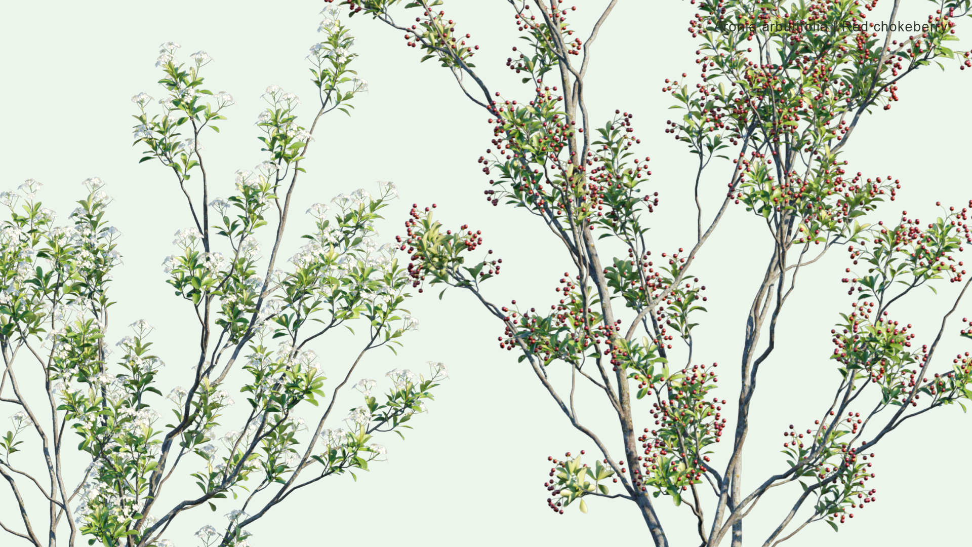 2D Aronia Arbutifolia - Red Chokeberry