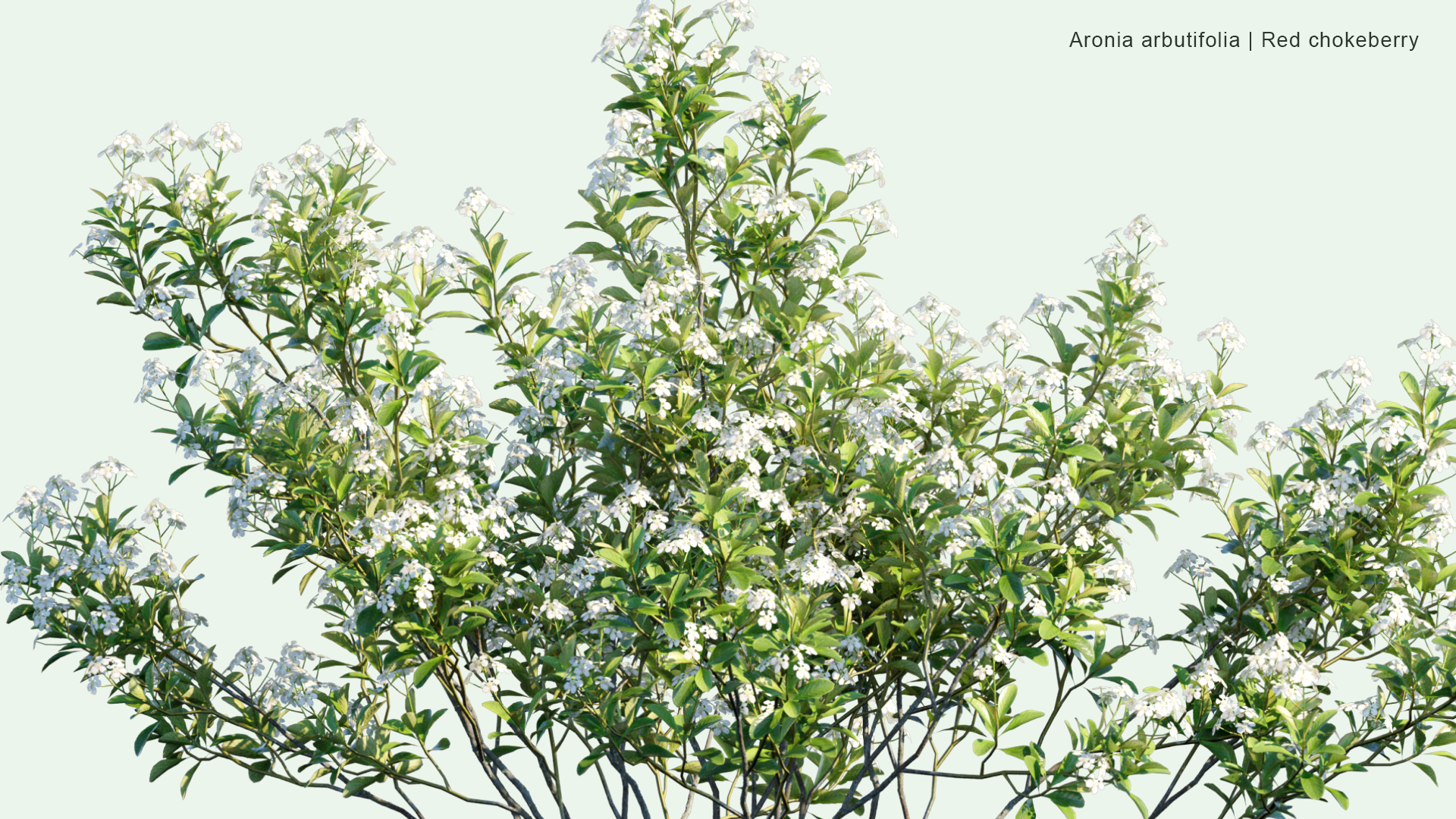 2D Aronia Arbutifolia - Red Chokeberry