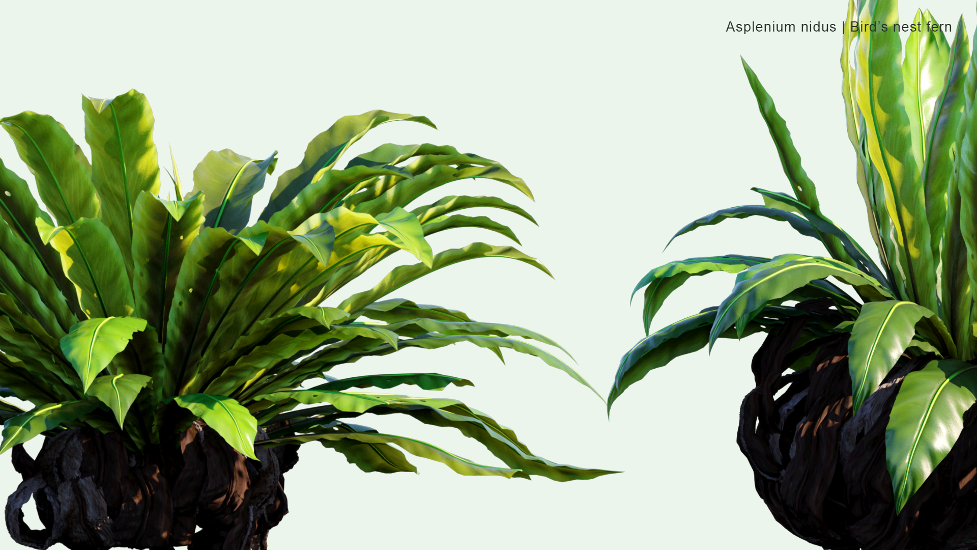 2D Asplenium Nidus - Bird's-nest Fern