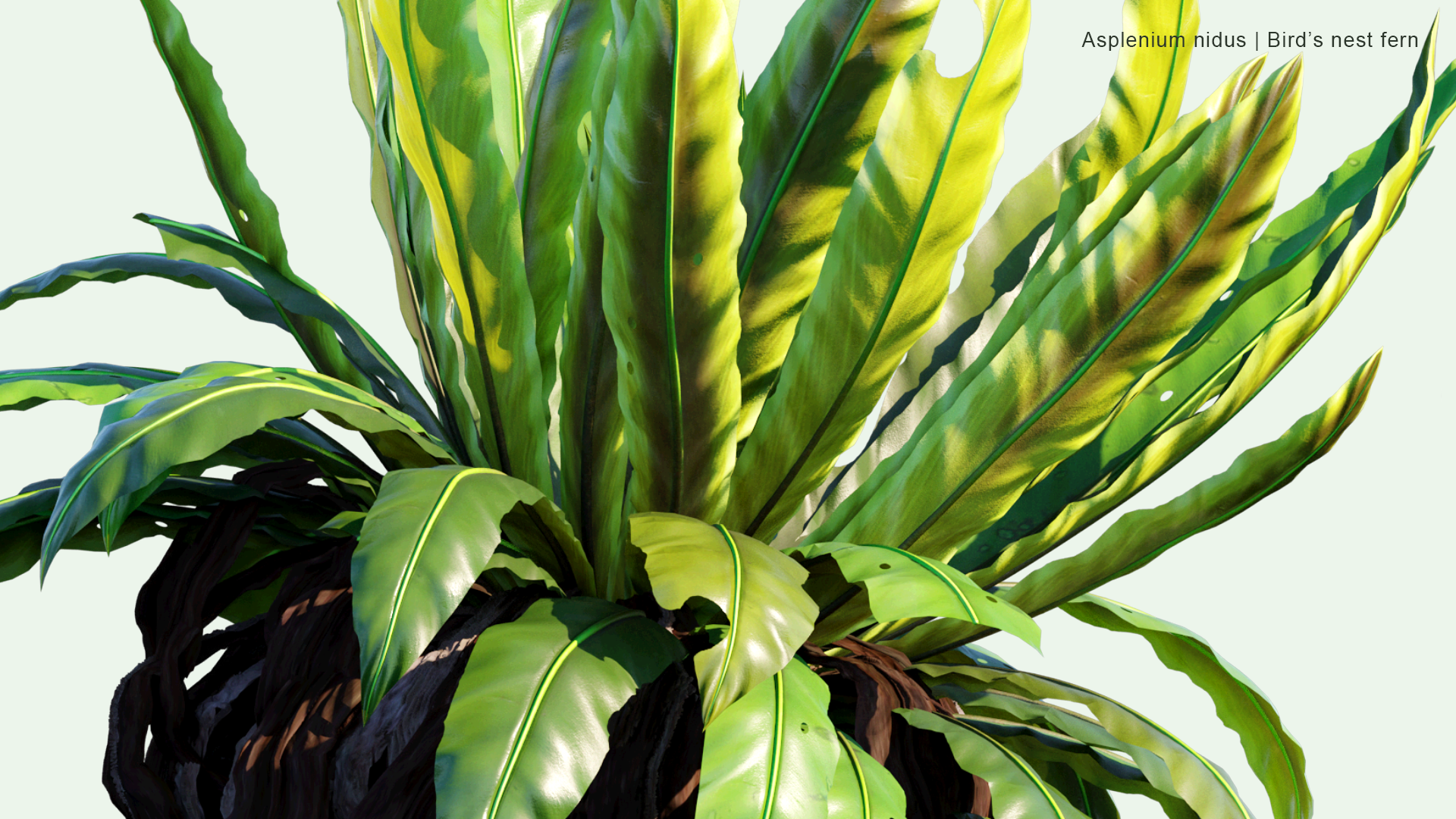 2D Asplenium Nidus - Bird's-nest Fern