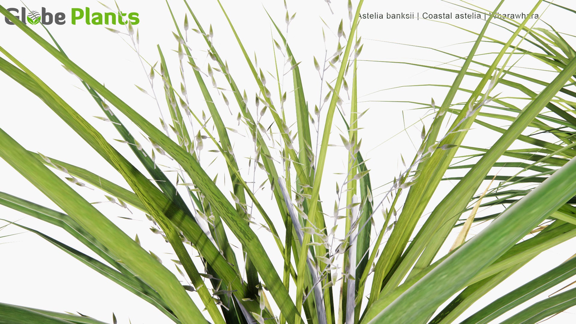 Low Poly Astelia Banksii - Coastal Astelia, Wharawhara (3D Model)