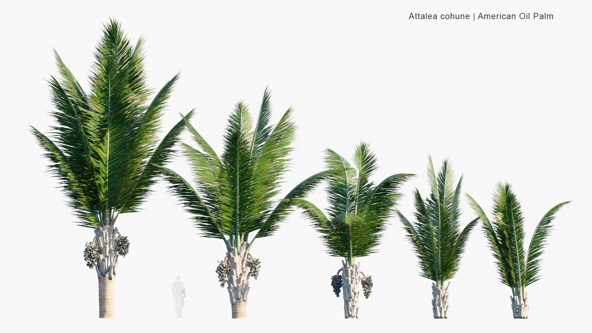 Low Poly Attalea Cohune - Cohune Palm, Rain Tree, American Oil Palm, Corozo Palm, Manaca Palm (3D Model)