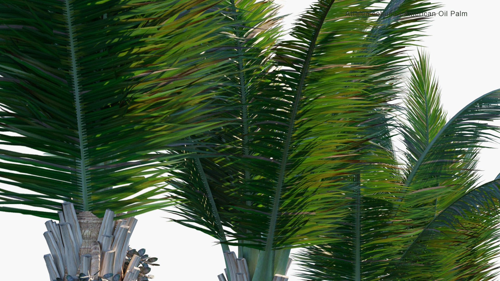 Low Poly Attalea Cohune - Cohune Palm, Rain Tree, American Oil Palm, Corozo Palm, Manaca Palm (3D Model)