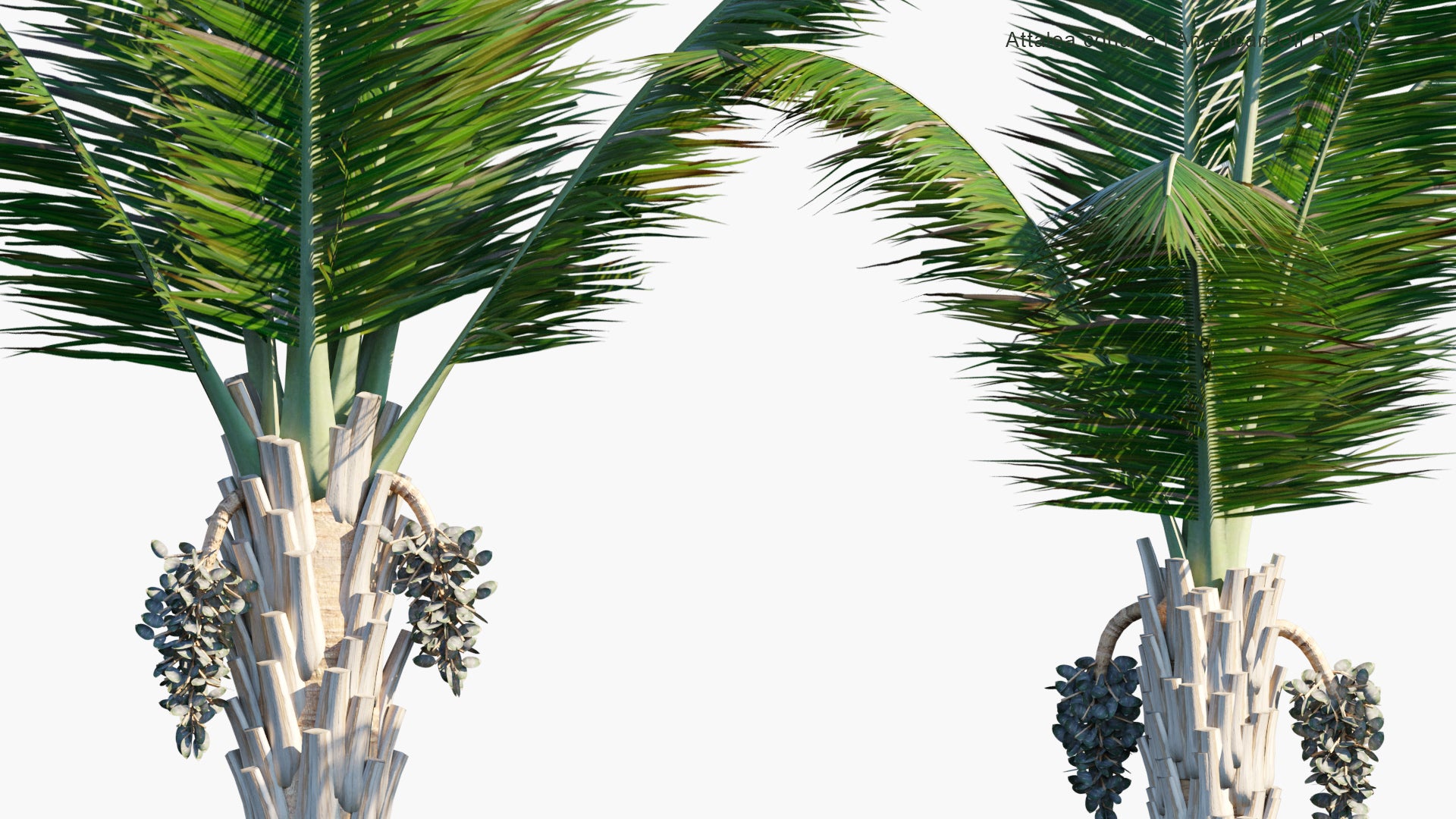 Low Poly Attalea Cohune - Cohune Palm, Rain Tree, American Oil Palm, Corozo Palm, Manaca Palm (3D Model)