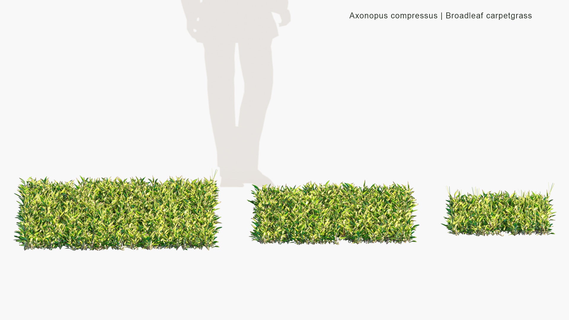 Low Poly Axonopus Compressus - Broadleaf Carpetgrass, Carpet-grass, American Carpet Grass, Tropical Carpet Grass, Blanket Grass, Lawn Grass, Louisiana Grass, Savanna Grass, Kearsney Grass (3D Model)