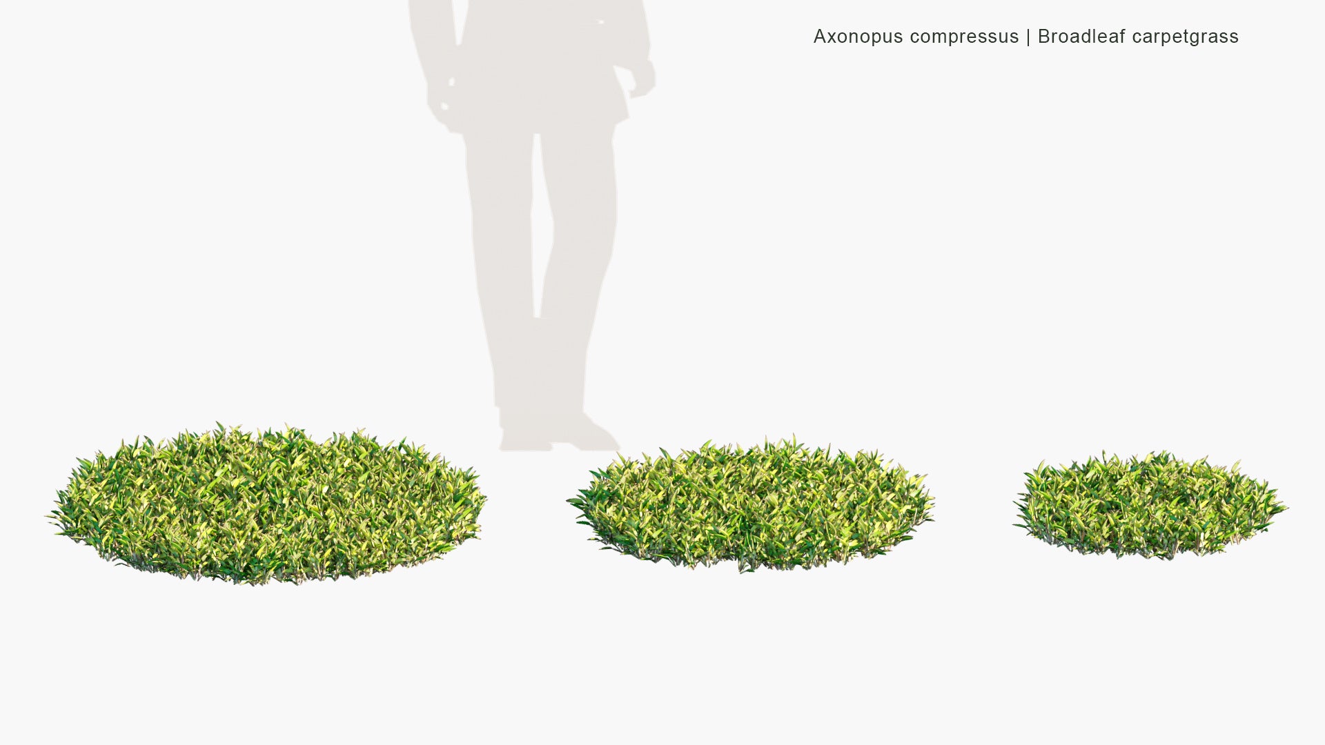Low Poly Axonopus Compressus - Broadleaf Carpetgrass, Carpet-grass, American Carpet Grass, Tropical Carpet Grass, Blanket Grass, Lawn Grass, Louisiana Grass, Savanna Grass, Kearsney Grass (3D Model)