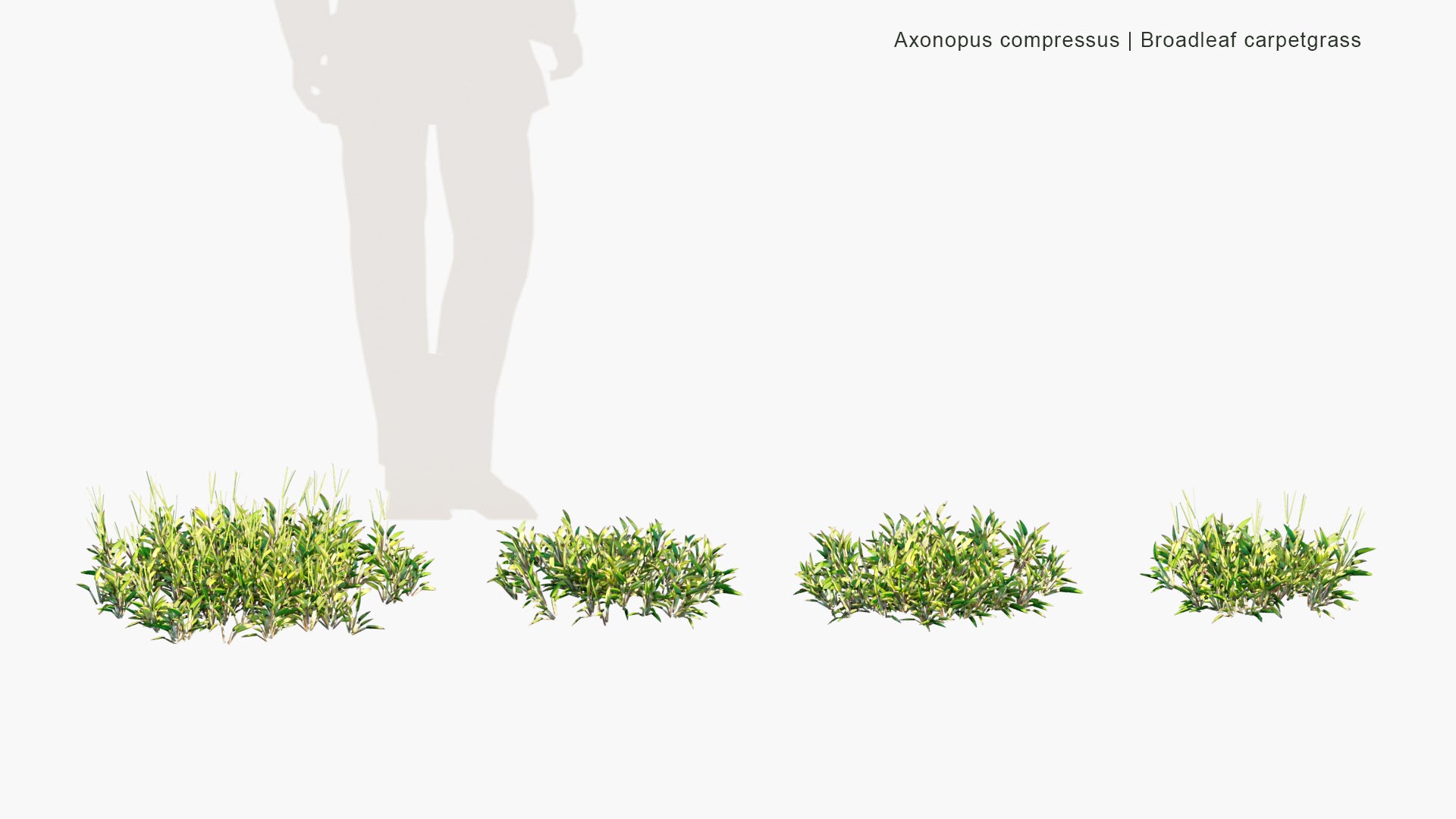 Low Poly Axonopus Compressus - Broadleaf Carpetgrass, Carpet-grass, American Carpet Grass, Tropical Carpet Grass, Blanket Grass, Lawn Grass, Louisiana Grass, Savanna Grass, Kearsney Grass (3D Model)