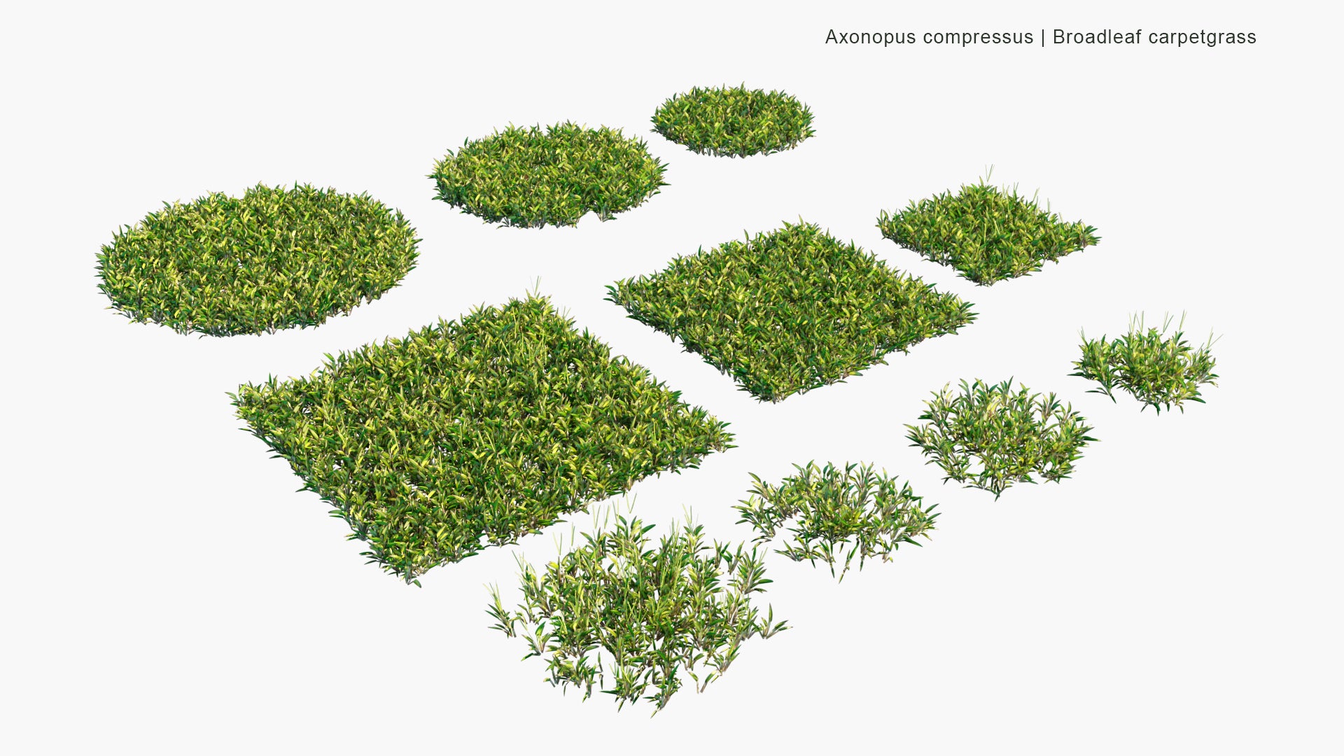 Low Poly Axonopus Compressus - Broadleaf Carpetgrass, Carpet-grass, American Carpet Grass, Tropical Carpet Grass, Blanket Grass, Lawn Grass, Louisiana Grass, Savanna Grass, Kearsney Grass (3D Model)