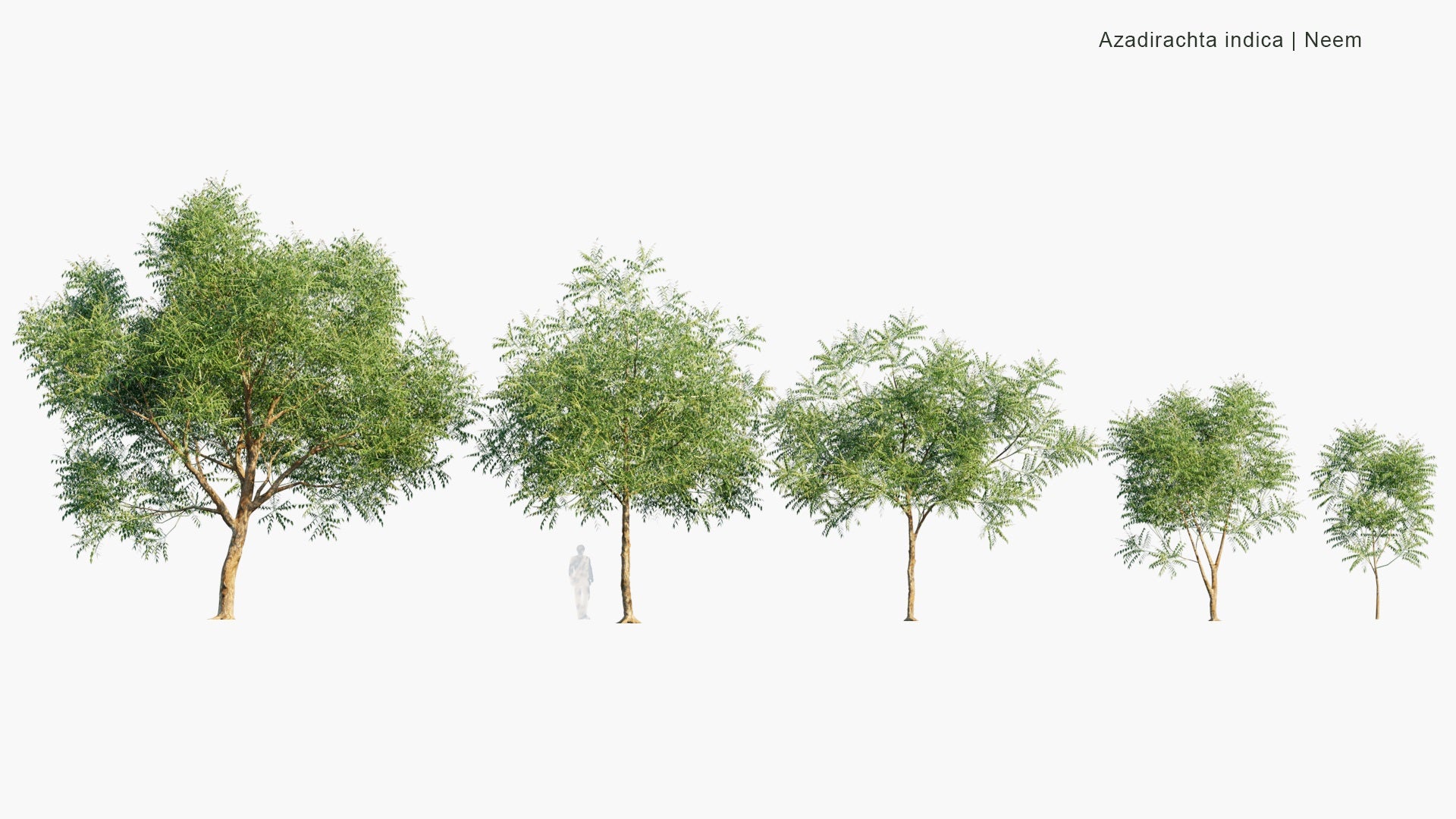 Low Poly Azadirachta Indica - Neem, Nimtree, Indian lilac, Dogoyaro, नीम (3D Model)