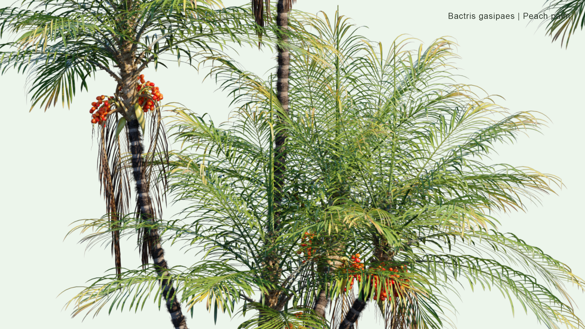 2D Bactris Gasipaes - Peach Palm, Pejibaye