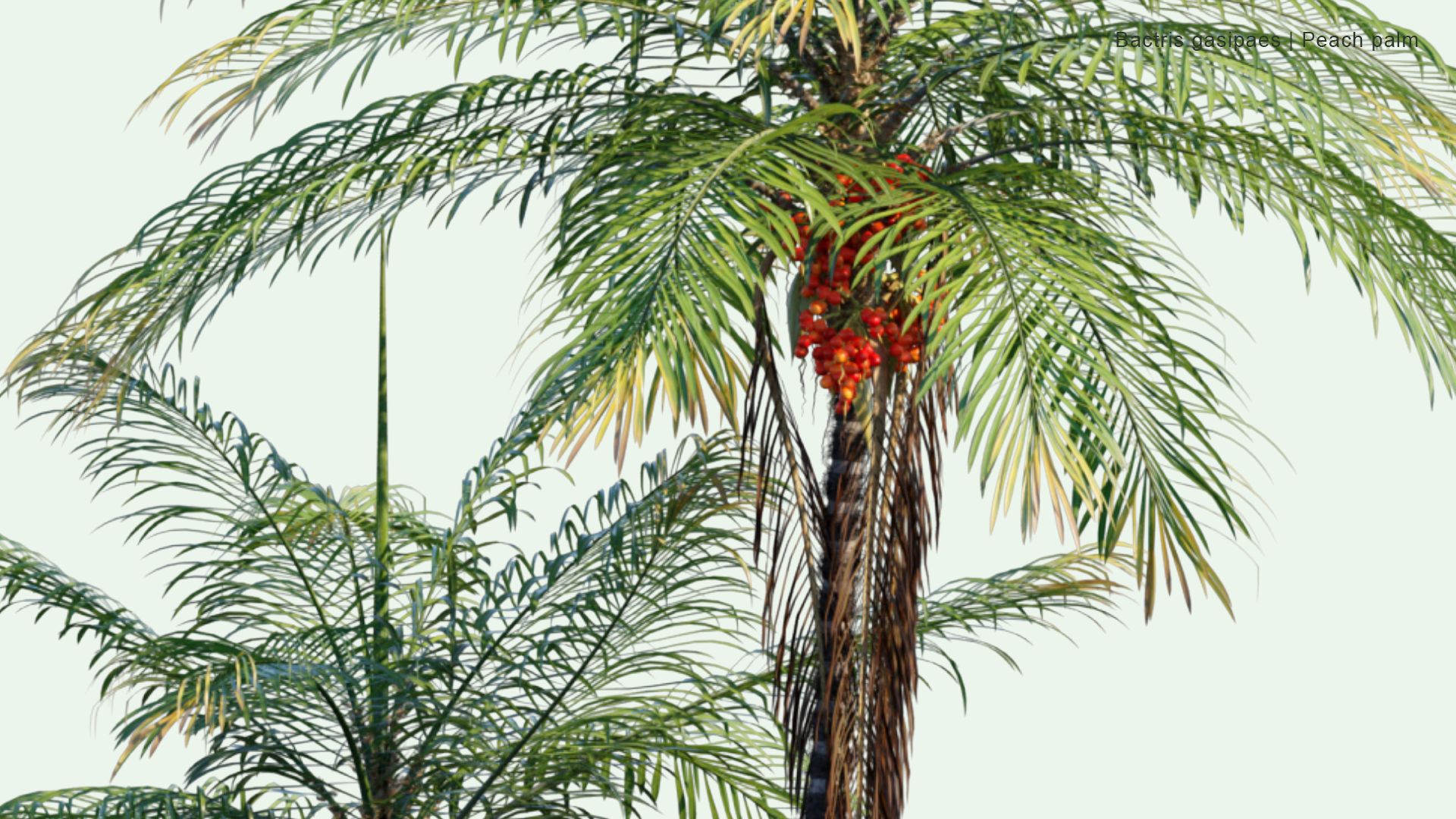 2D Bactris Gasipaes - Peach Palm, Pejibaye