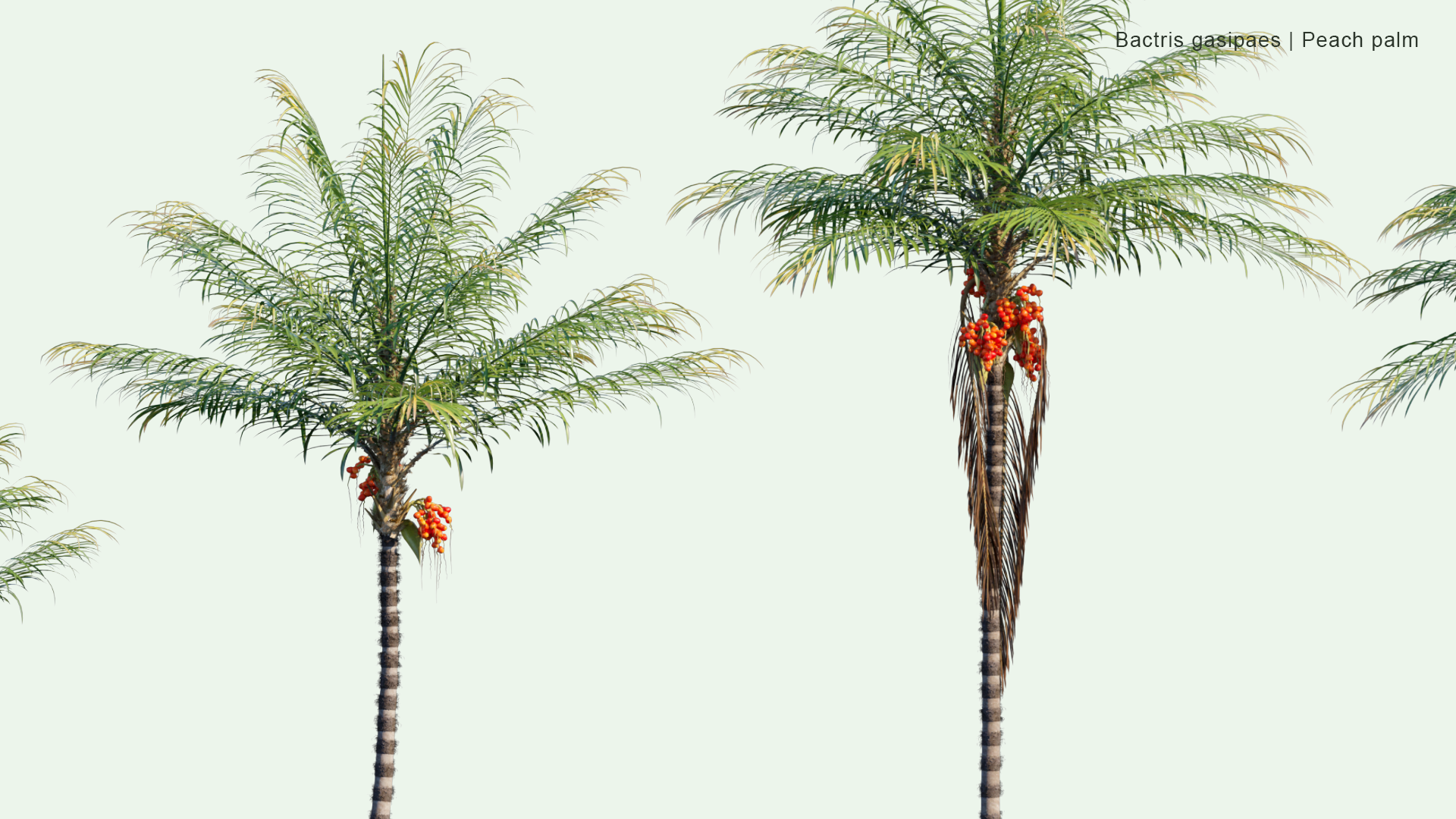 2D Bactris Gasipaes - Peach Palm, Pejibaye