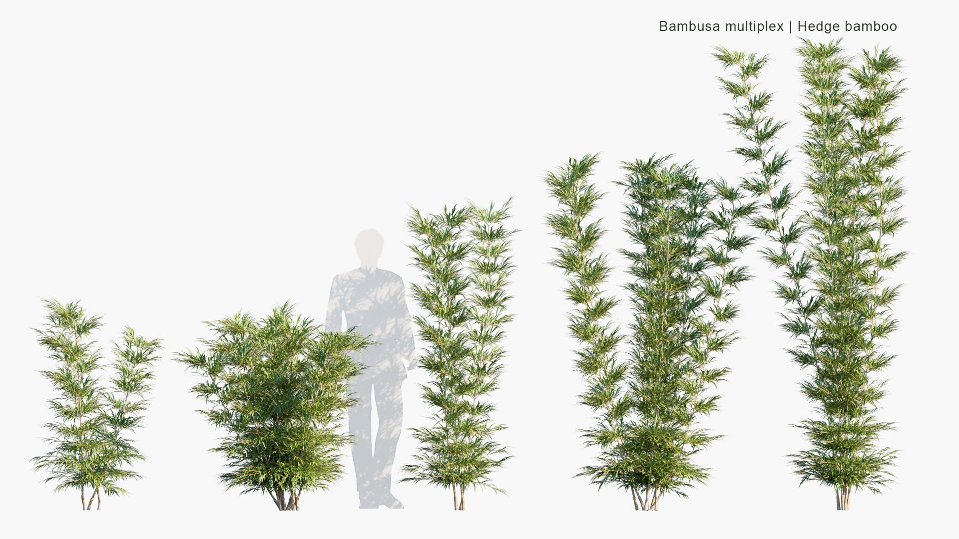 Low Poly Bambusa Multiplex - Hedge Bamboo (3D Model)