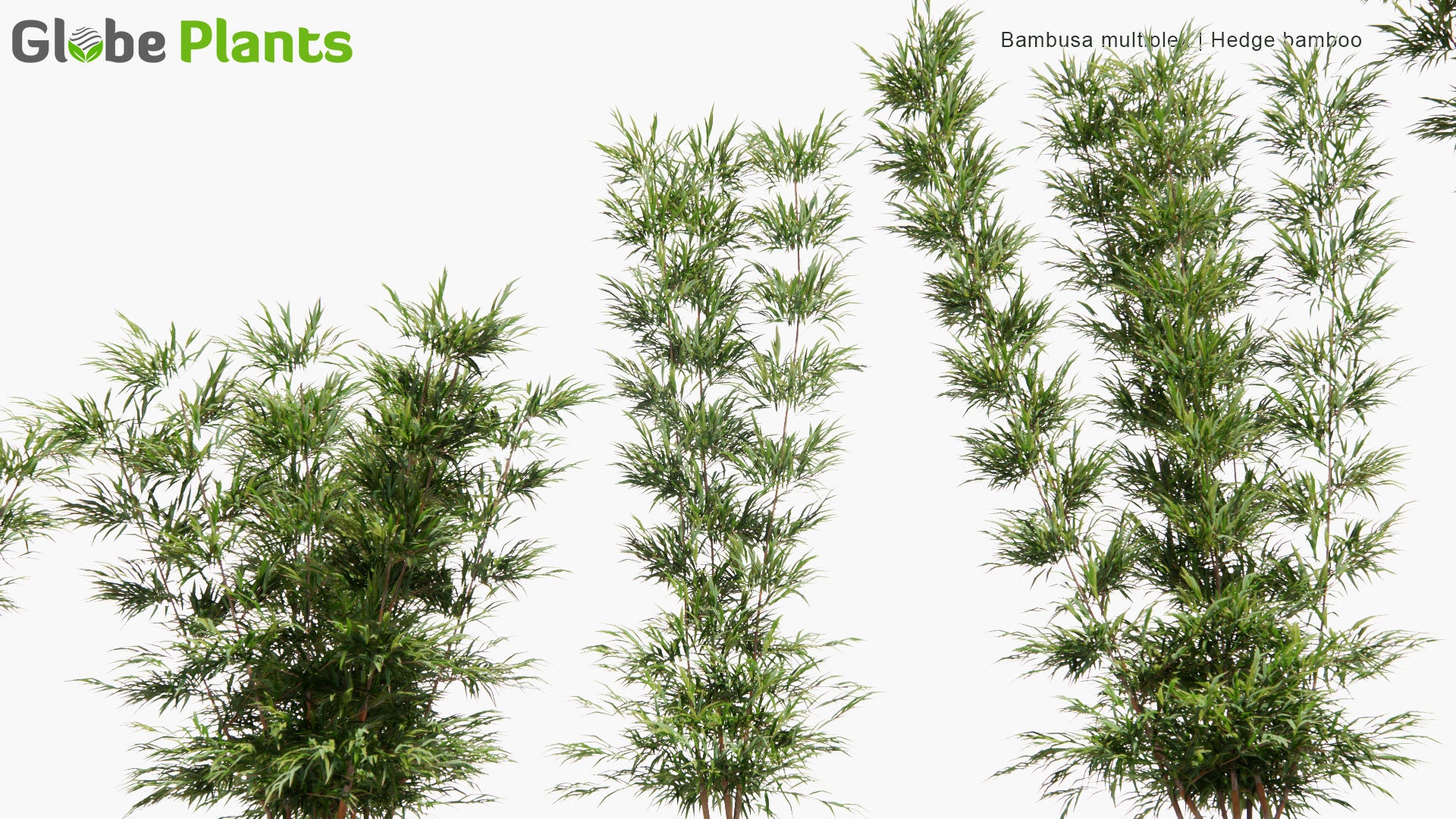 Low Poly Bambusa Multiplex - Hedge Bamboo (3D Model)