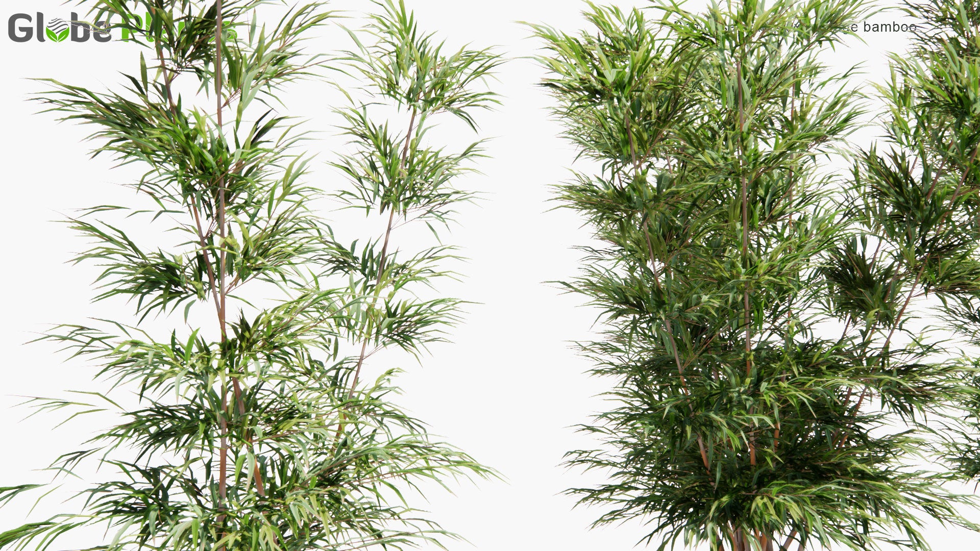 Low Poly Bambusa Multiplex - Hedge Bamboo (3D Model)