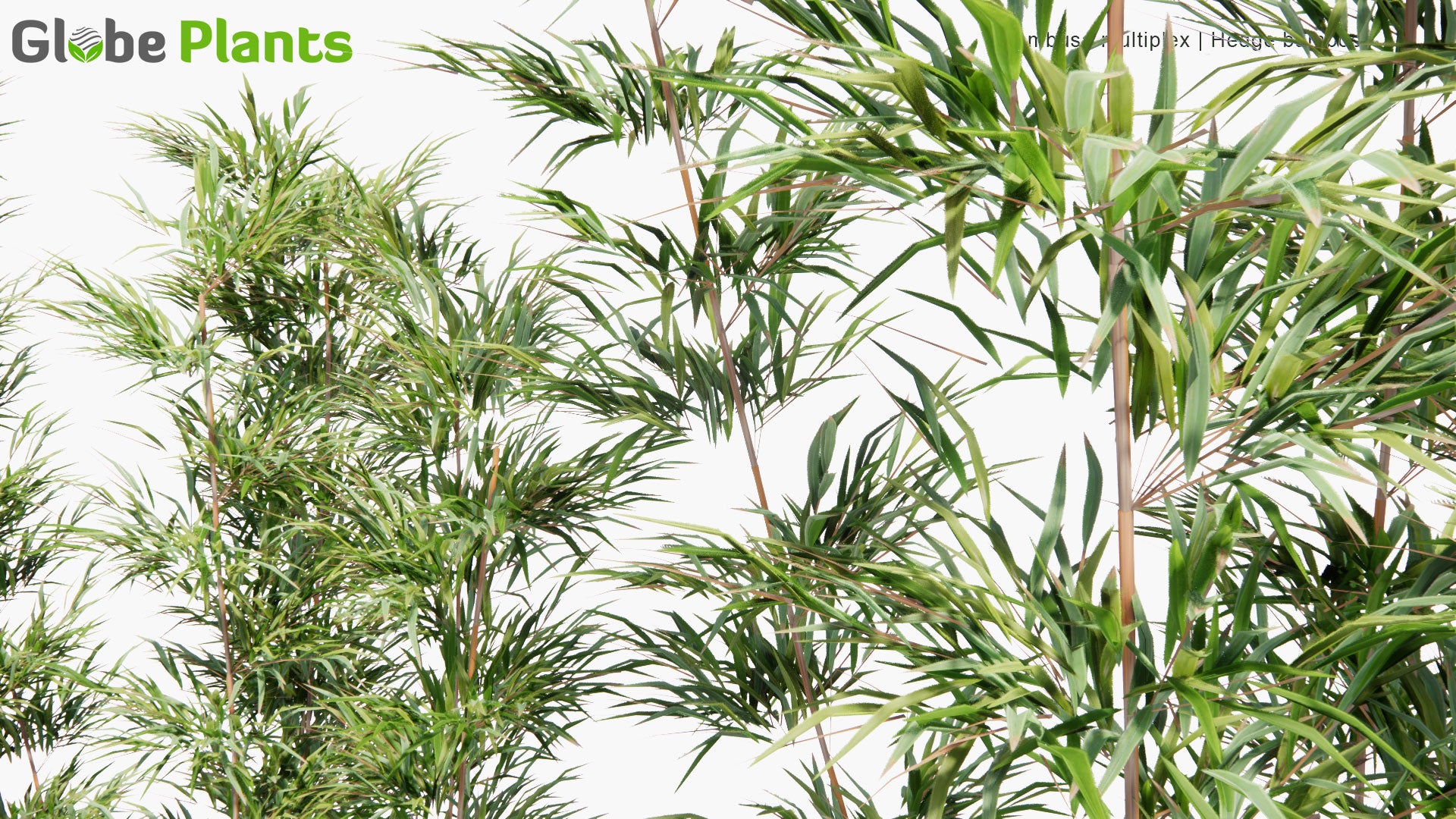 Low Poly Bambusa Multiplex - Hedge Bamboo (3D Model)