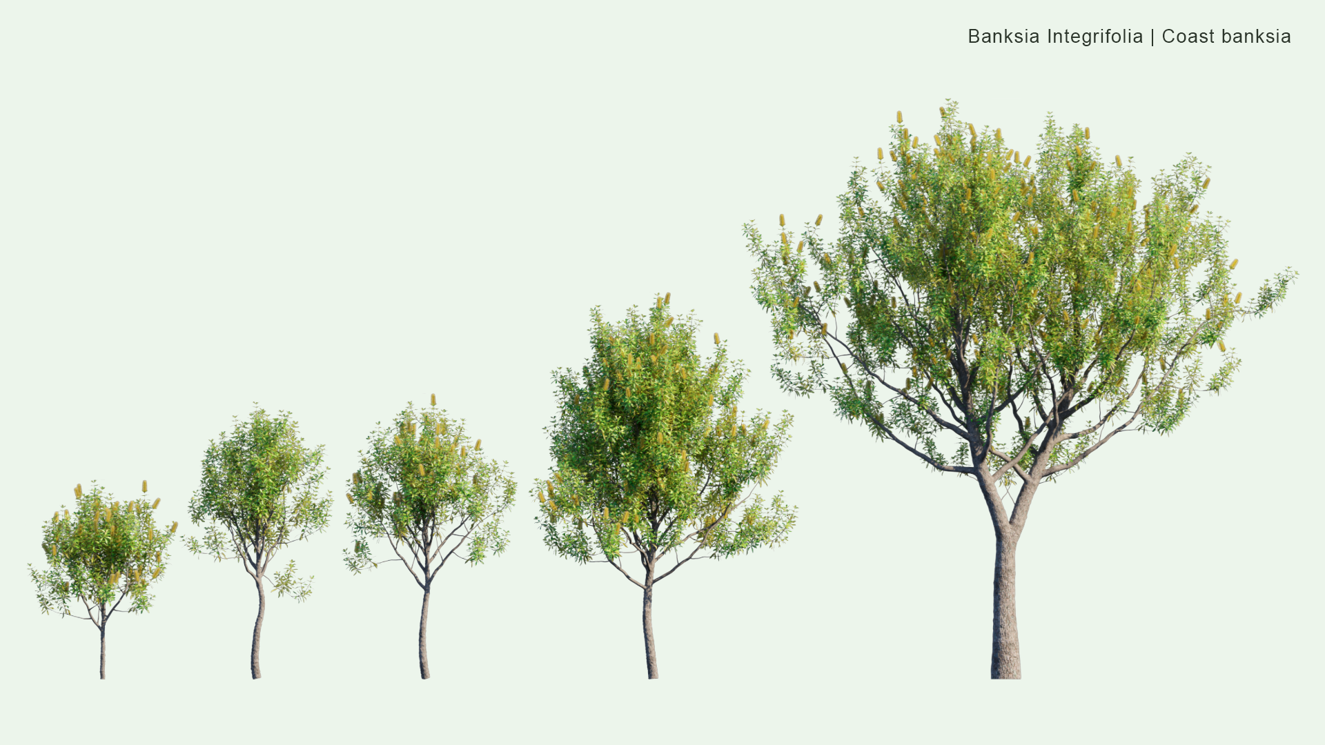 2D Banksia Integrifolia - Coast Banksia