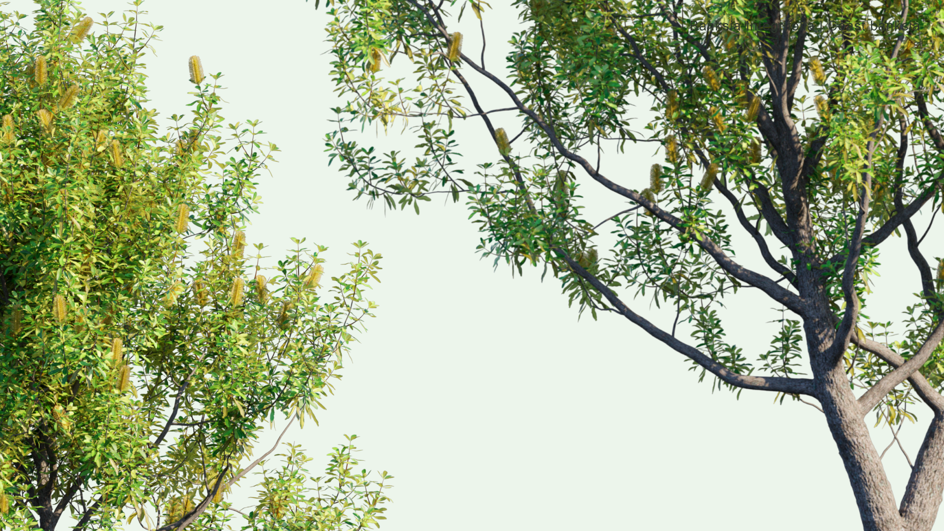 2D Banksia Integrifolia - Coast Banksia