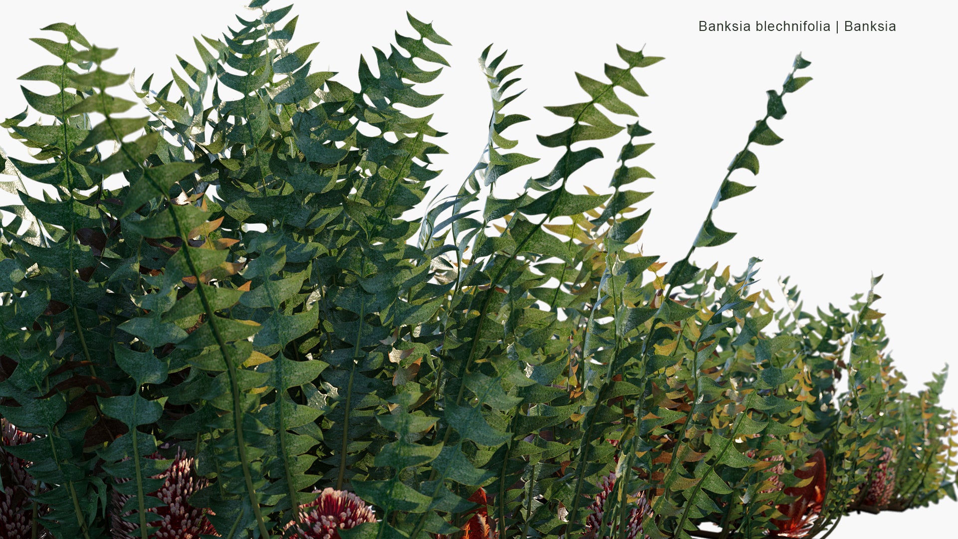 Banksia Blechnifolia - Banksia (3D Model)