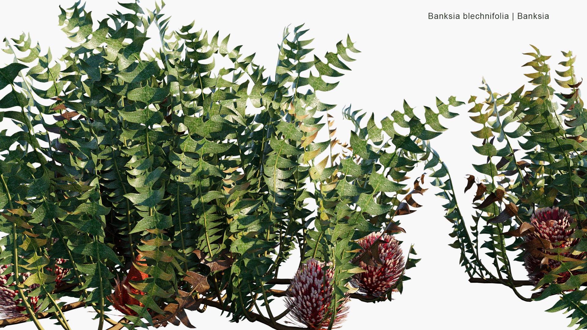 Banksia Blechnifolia - Banksia (3D Model)