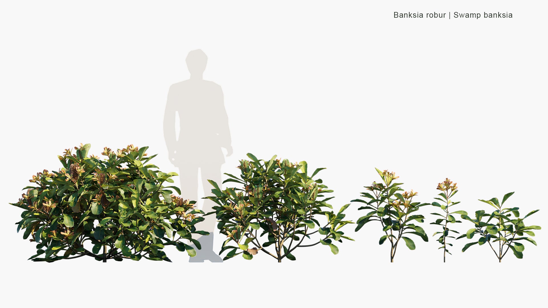 Banksia Robur - Swamp Banksia (3D Model)