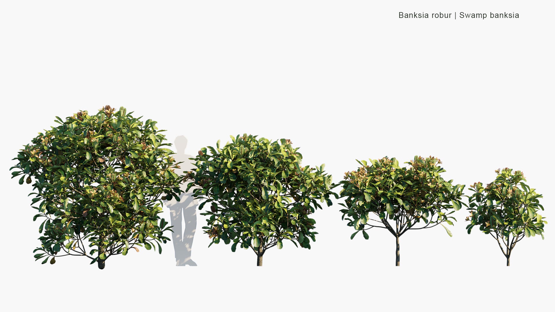 Banksia Robur - Swamp Banksia (3D Model)