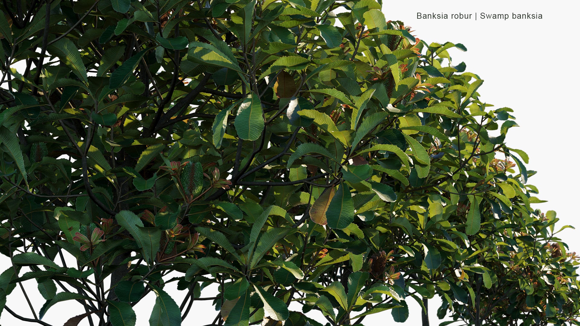 Banksia Robur - Swamp Banksia (3D Model)