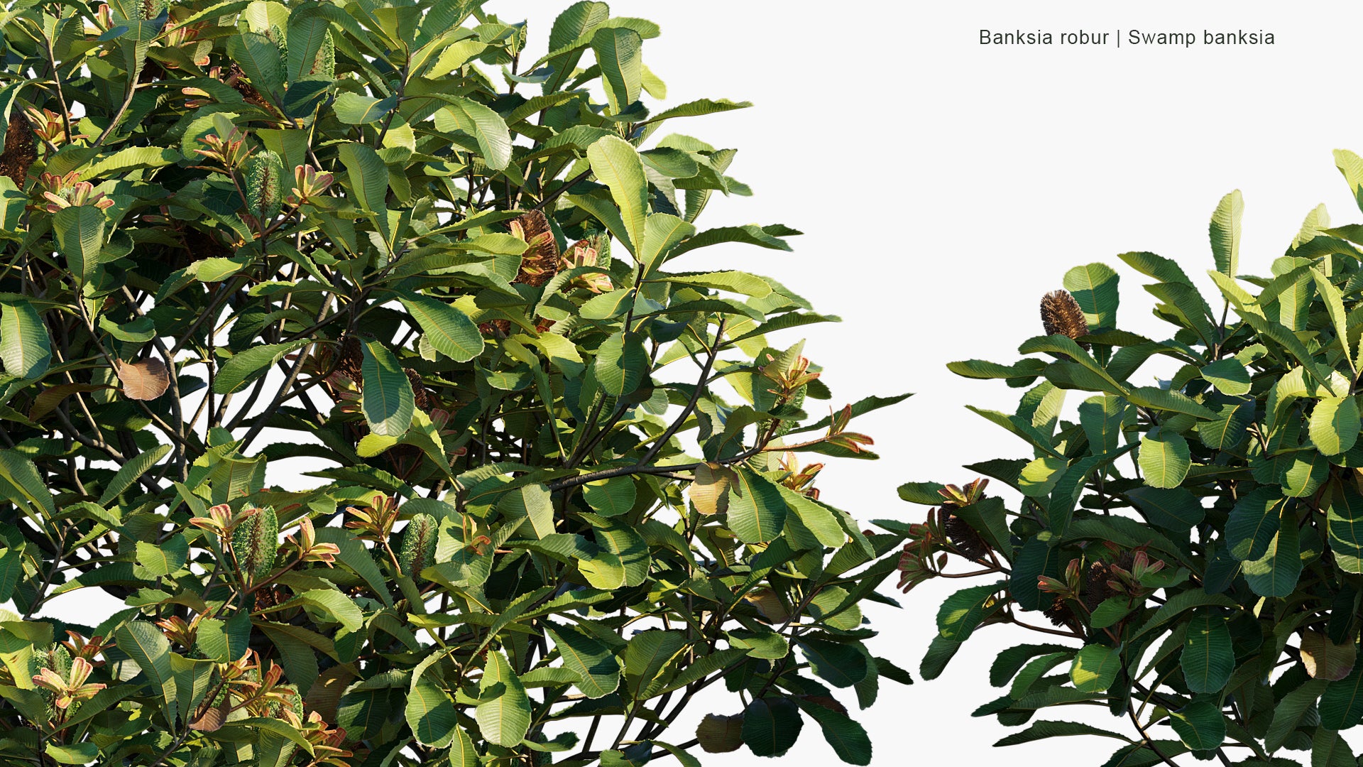 Banksia Robur - Swamp Banksia (3D Model)