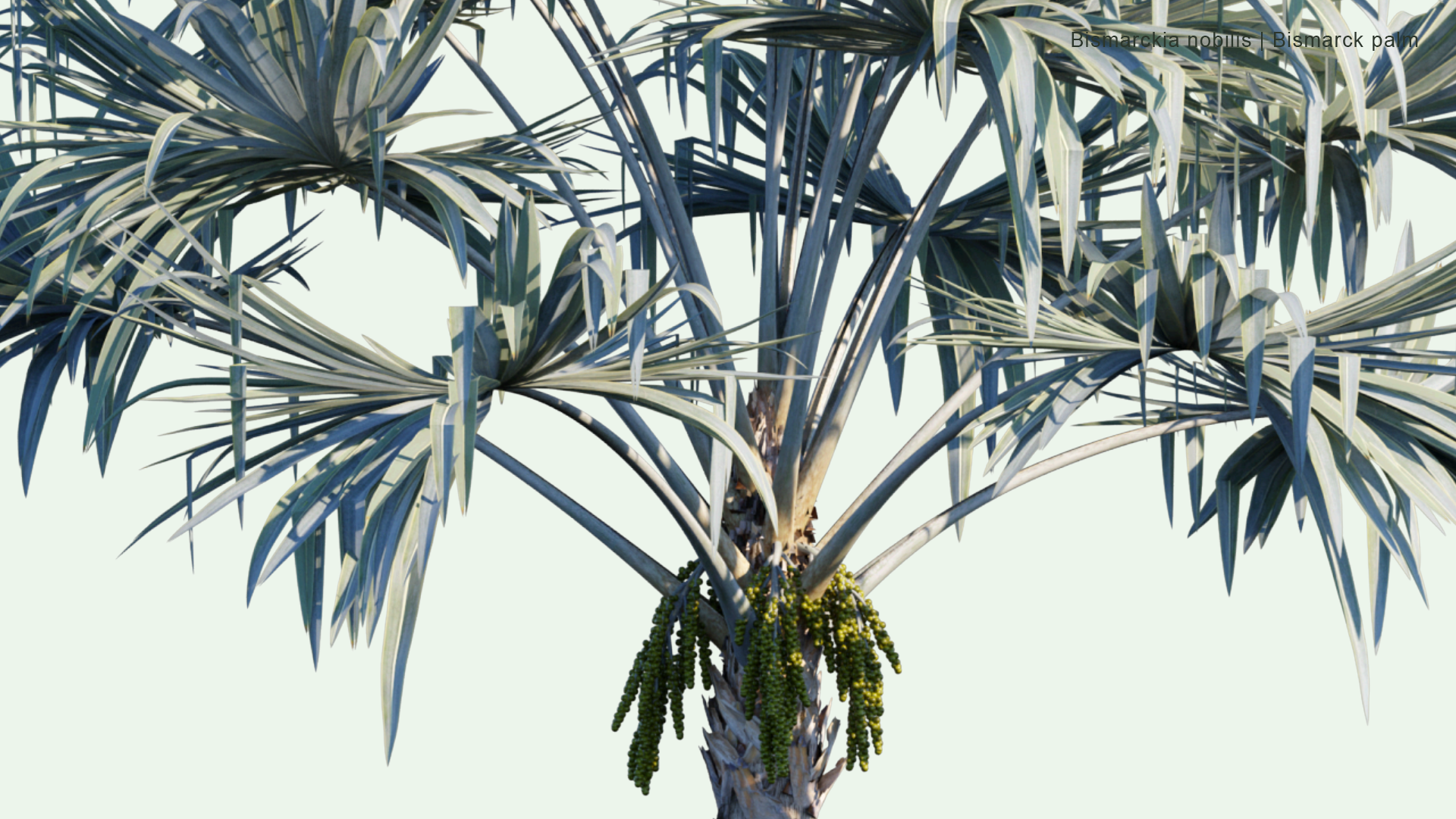 2D Bismarckia Nobilis - Bismarck Palm