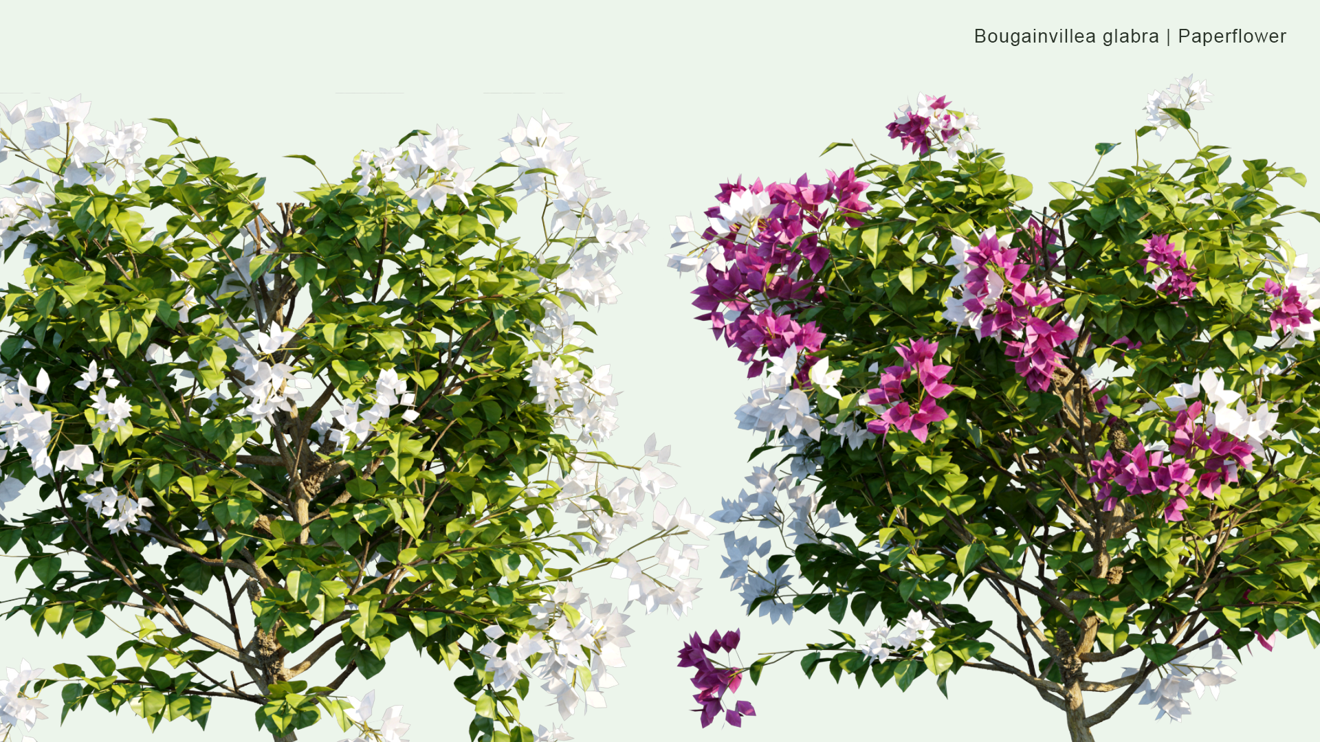 2D Bougainvillea Glabra - Lesser Bougainvillea, Paperflower