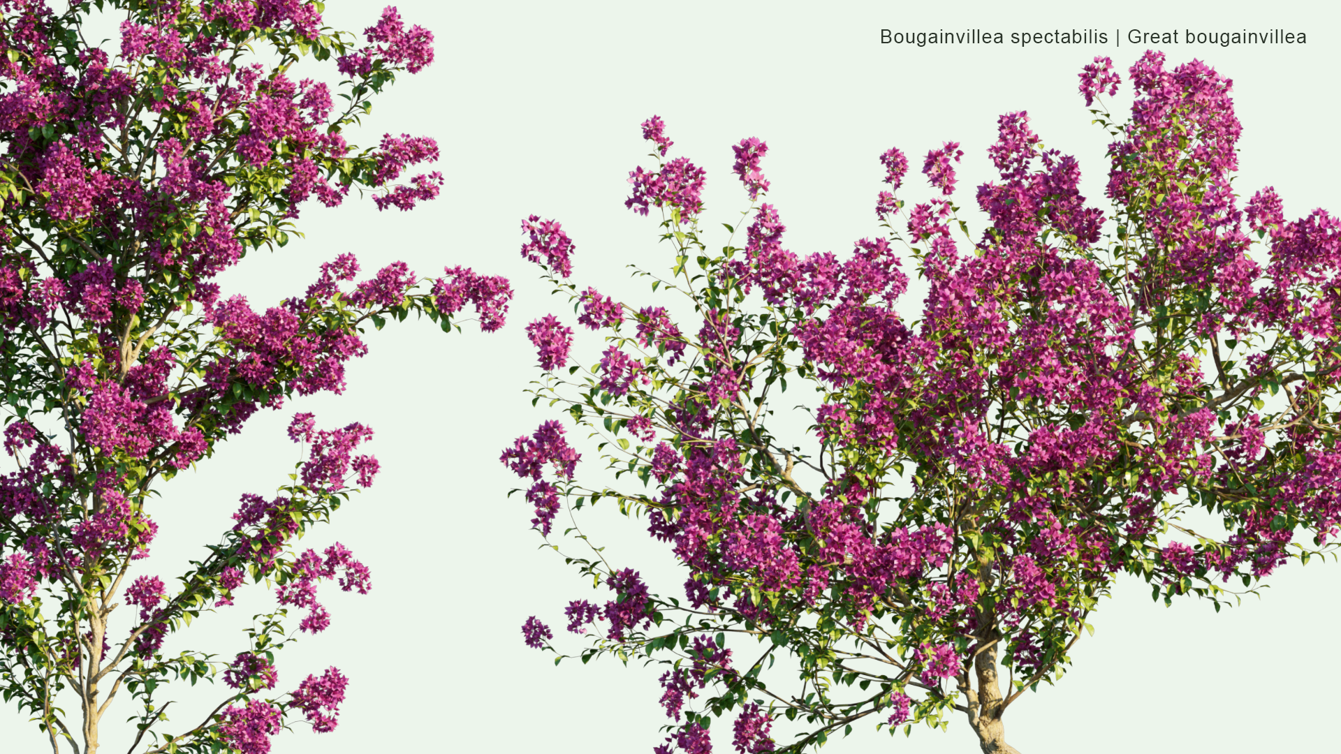 2D Bougainvillea Spectabilis - Great Bougainvillea