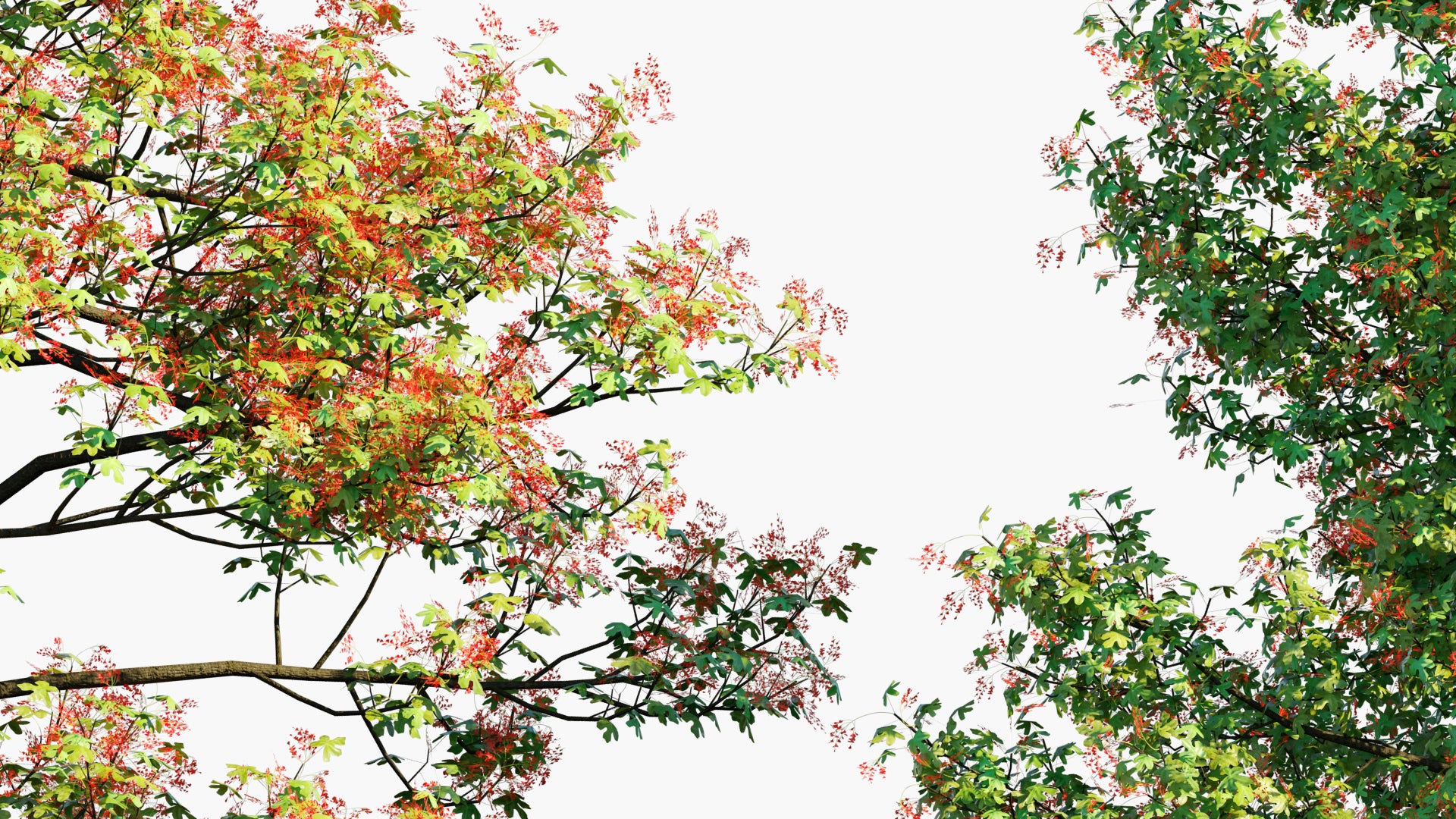 Low Poly Brachychiton Acerifolius - Illawarra Flame (3D Model)