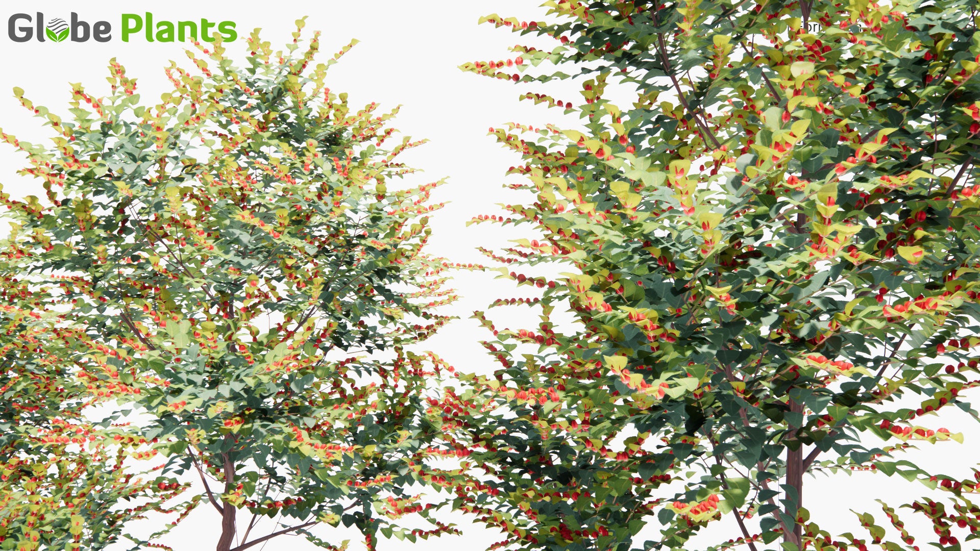 Low Poly Breynia Vitis-Idaea - Formosan Breynia (3D Model)