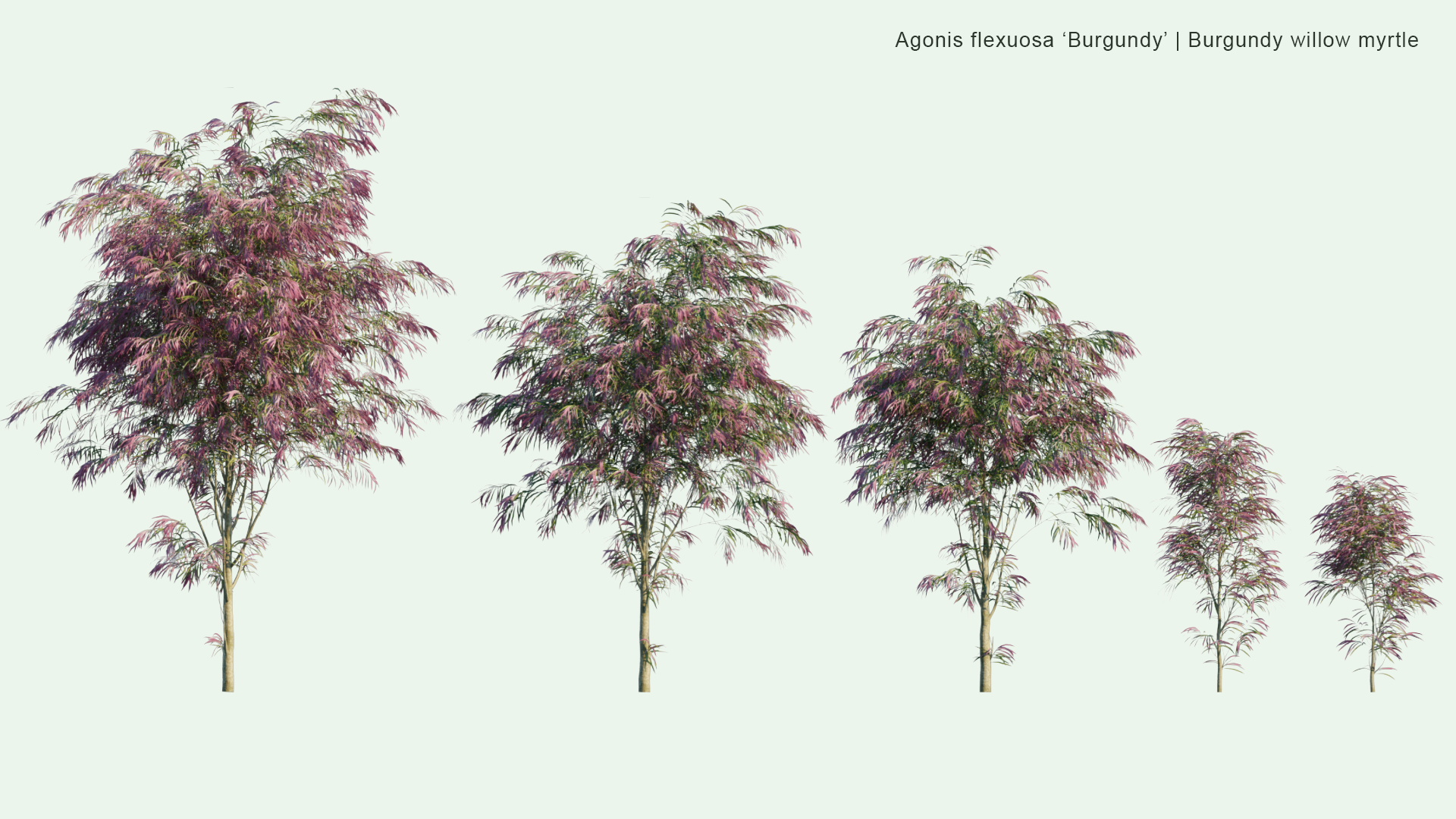 2D Agonis Flexuosa 'Burgundy' - Burgundy Willow Myrtle