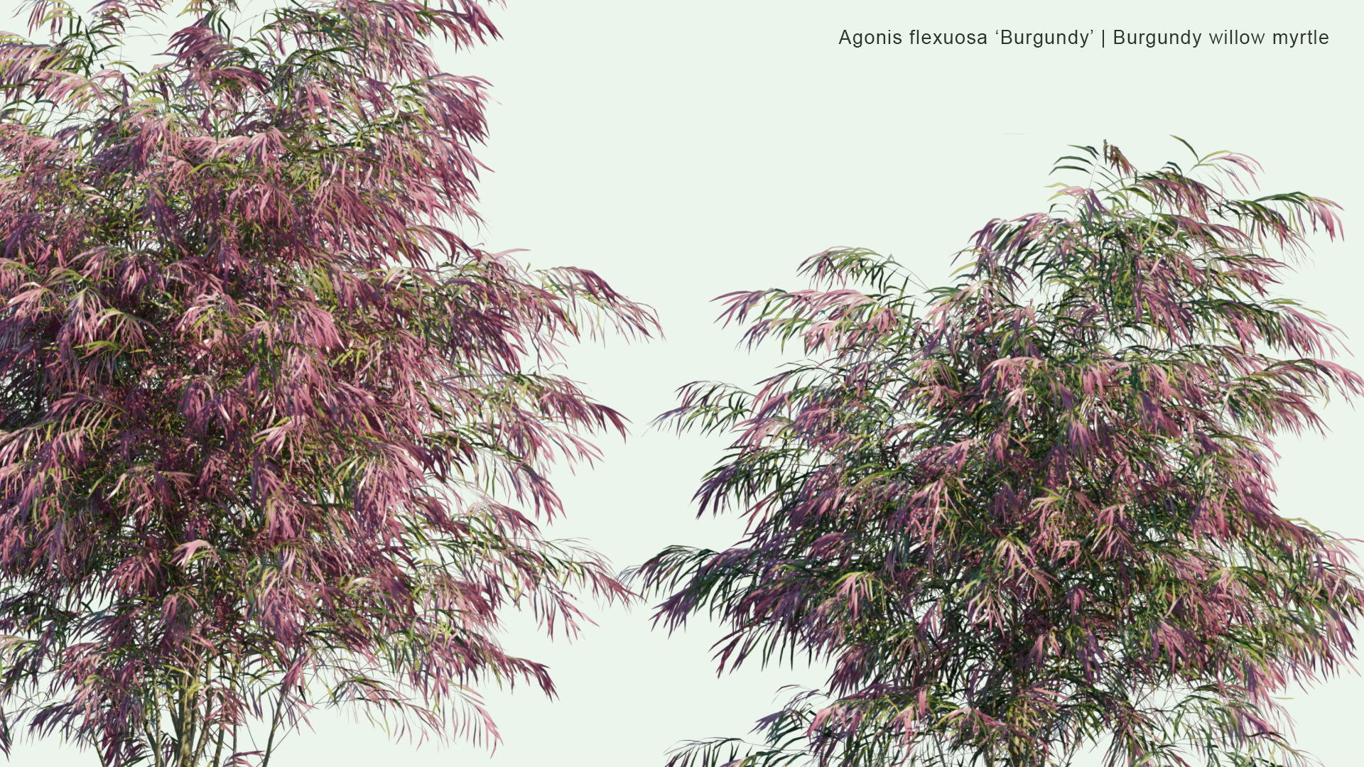 2D Agonis Flexuosa 'Burgundy' - Burgundy Willow Myrtle